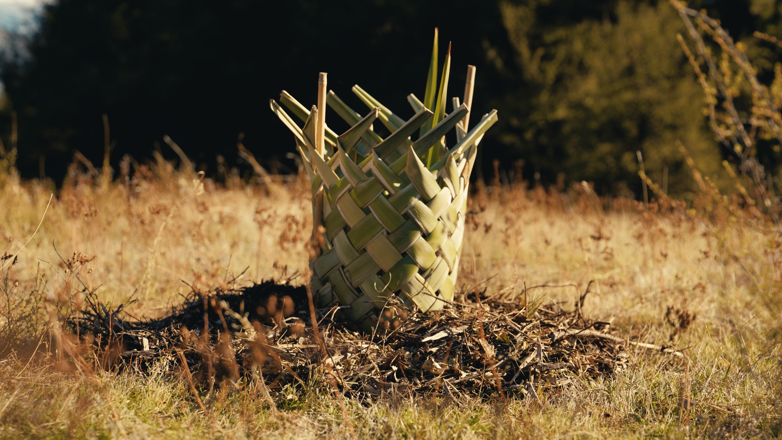 TK_PlantTUT_H_RP_13.png