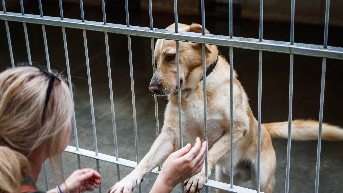 Second Leash Website  (10).png