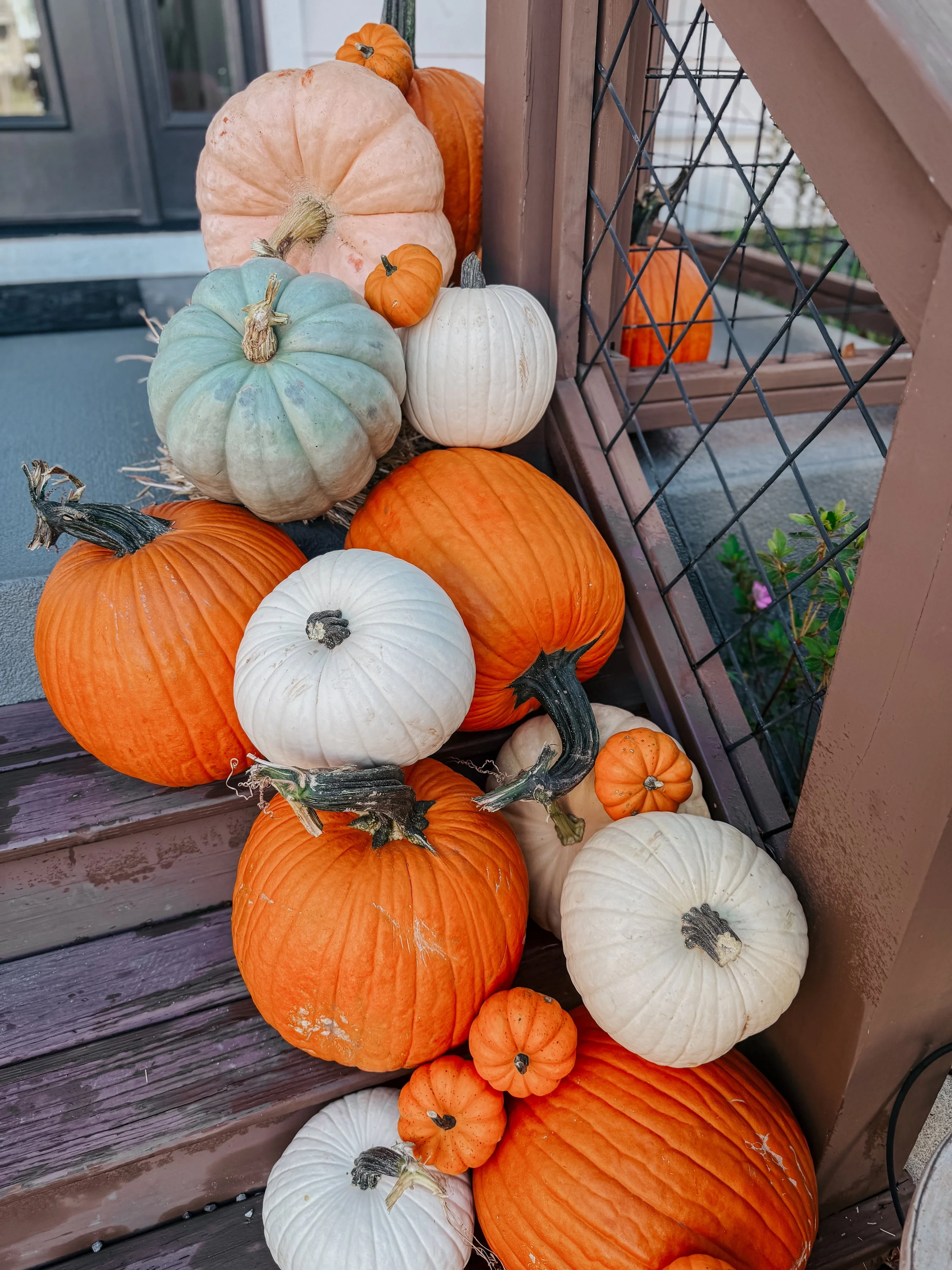 HPC Porch Pumpkins 2026 Season-15.jpg