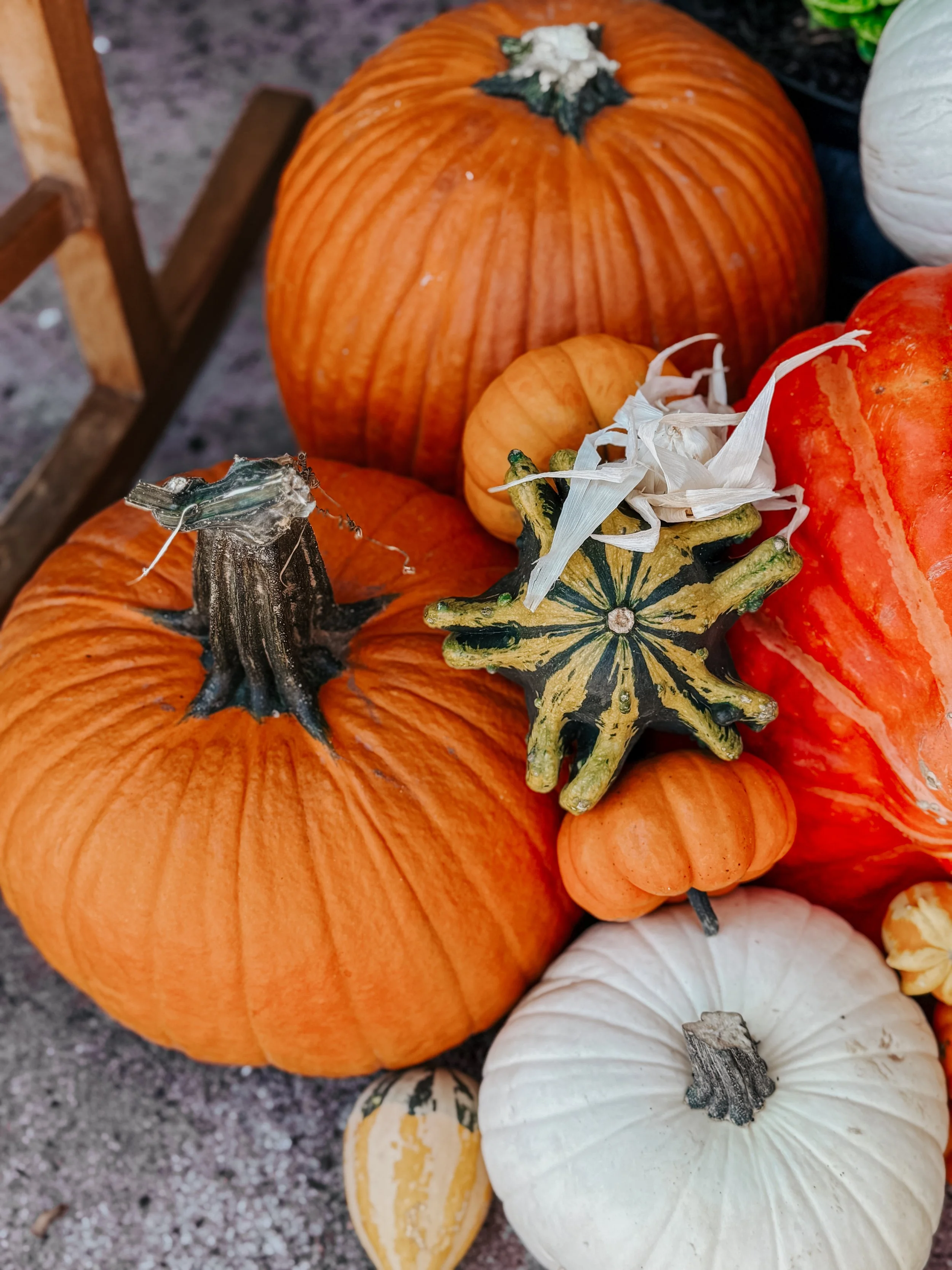HPC Porch Pumpkins 2026 Season-36.jpg