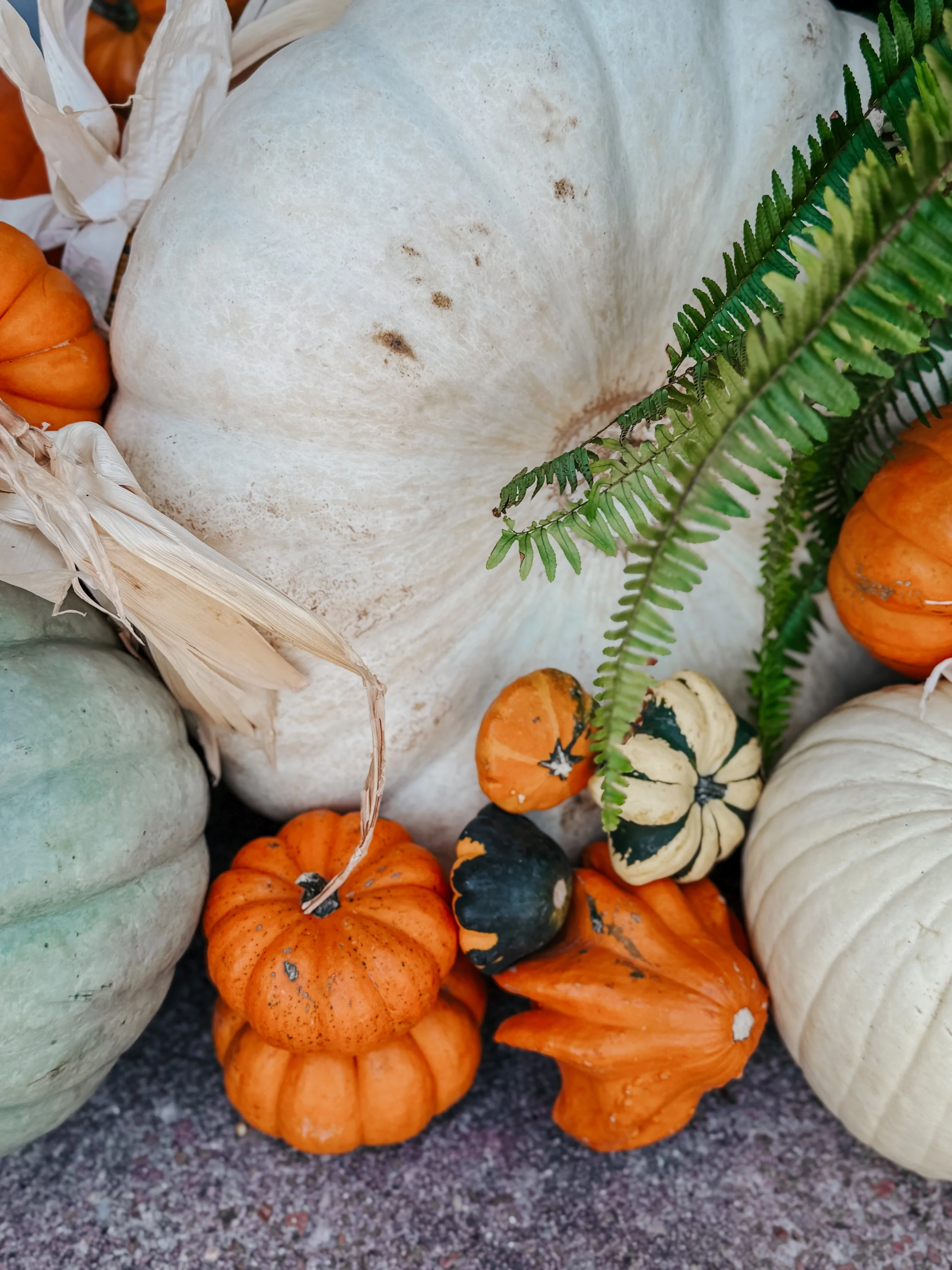 HPC Porch Pumpkins 2026 Season-37.jpg