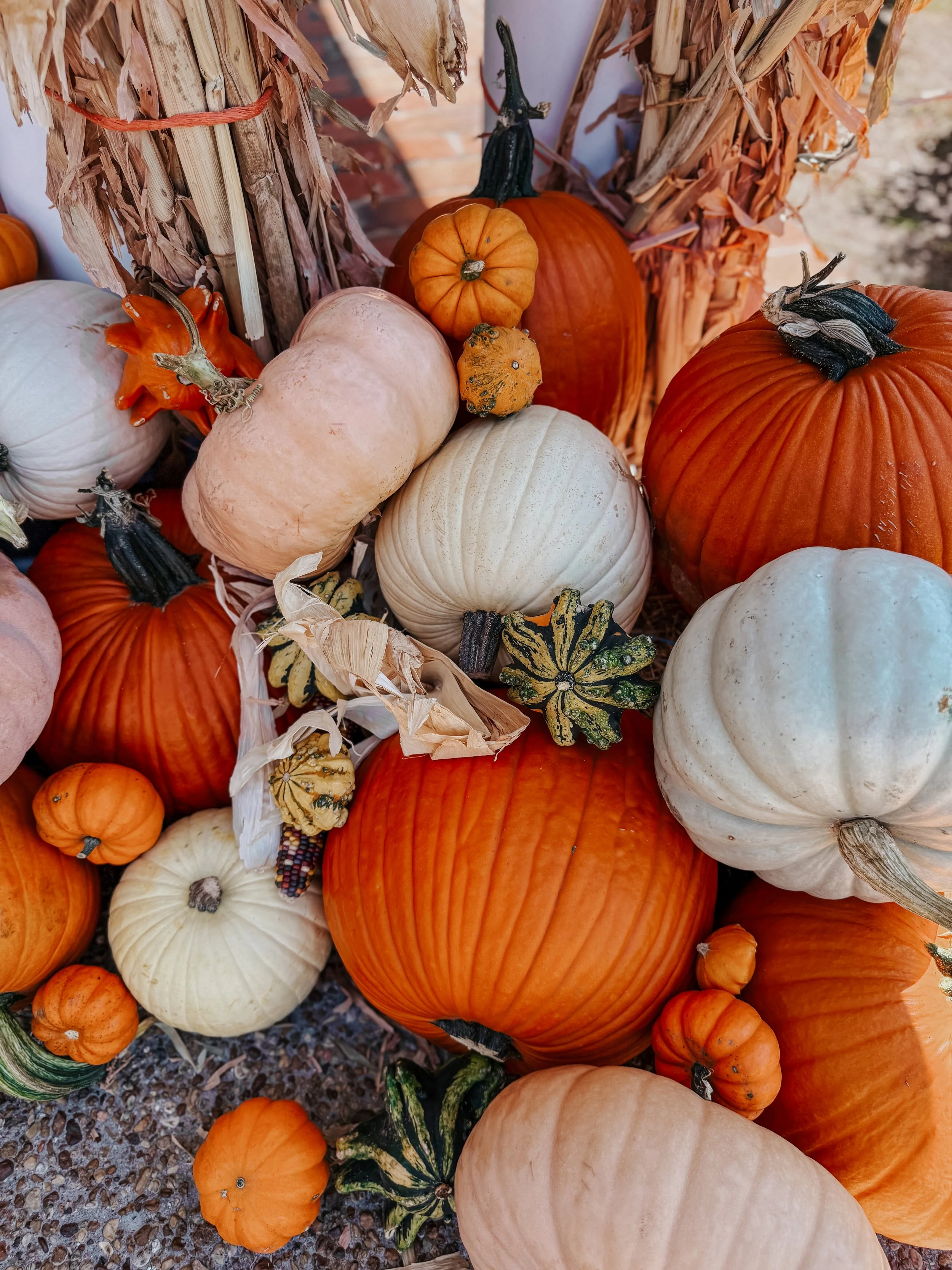 HPC Porch Pumpkins 2026 Season-26.jpg