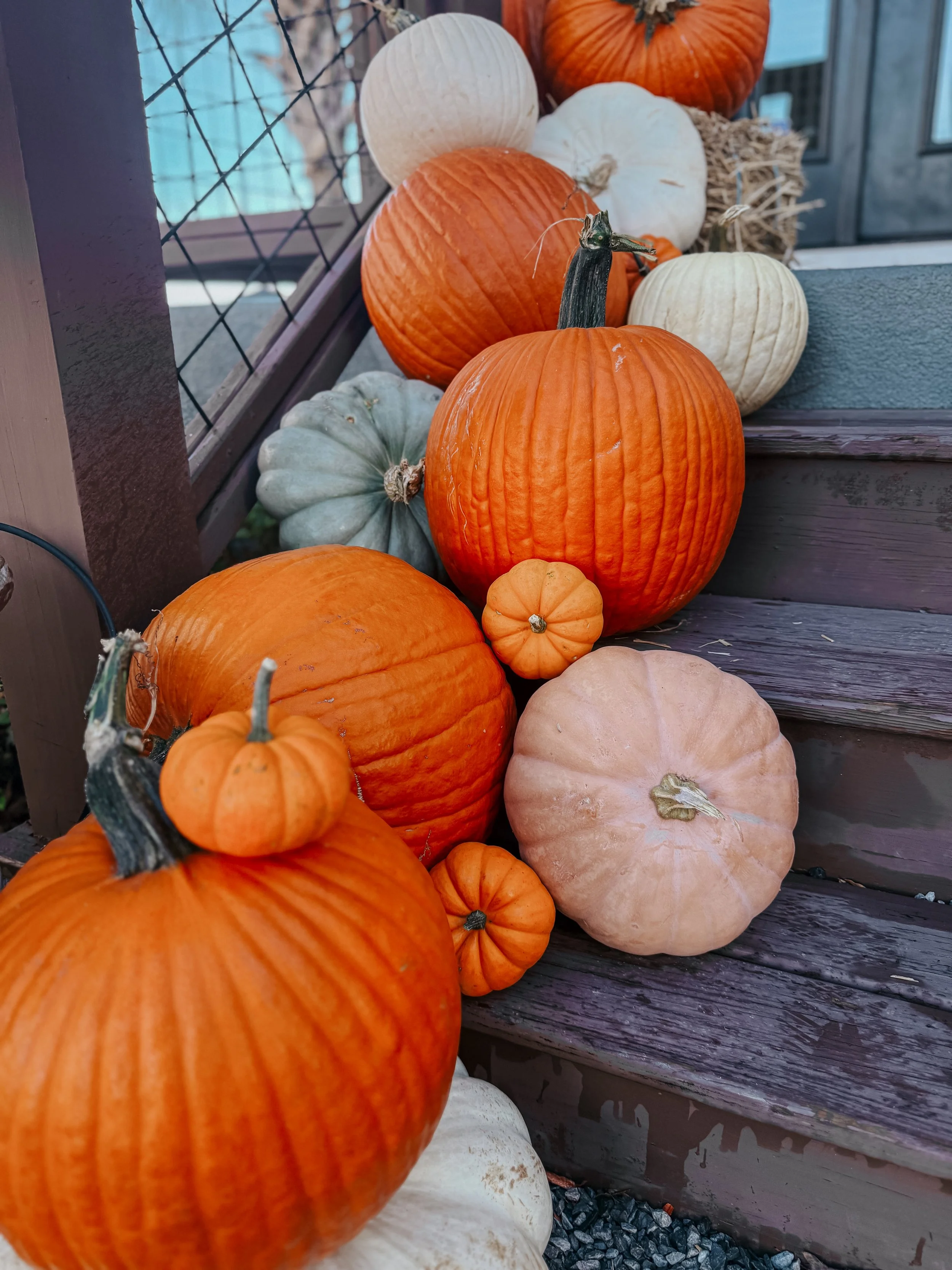 HPC Porch Pumpkins 2026 Season-16.jpg