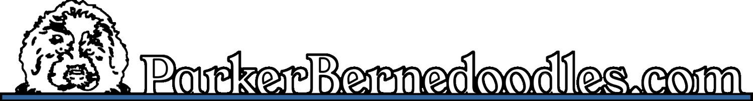 Parker Bernedoodles - Bernedoodles Puppies for Sale