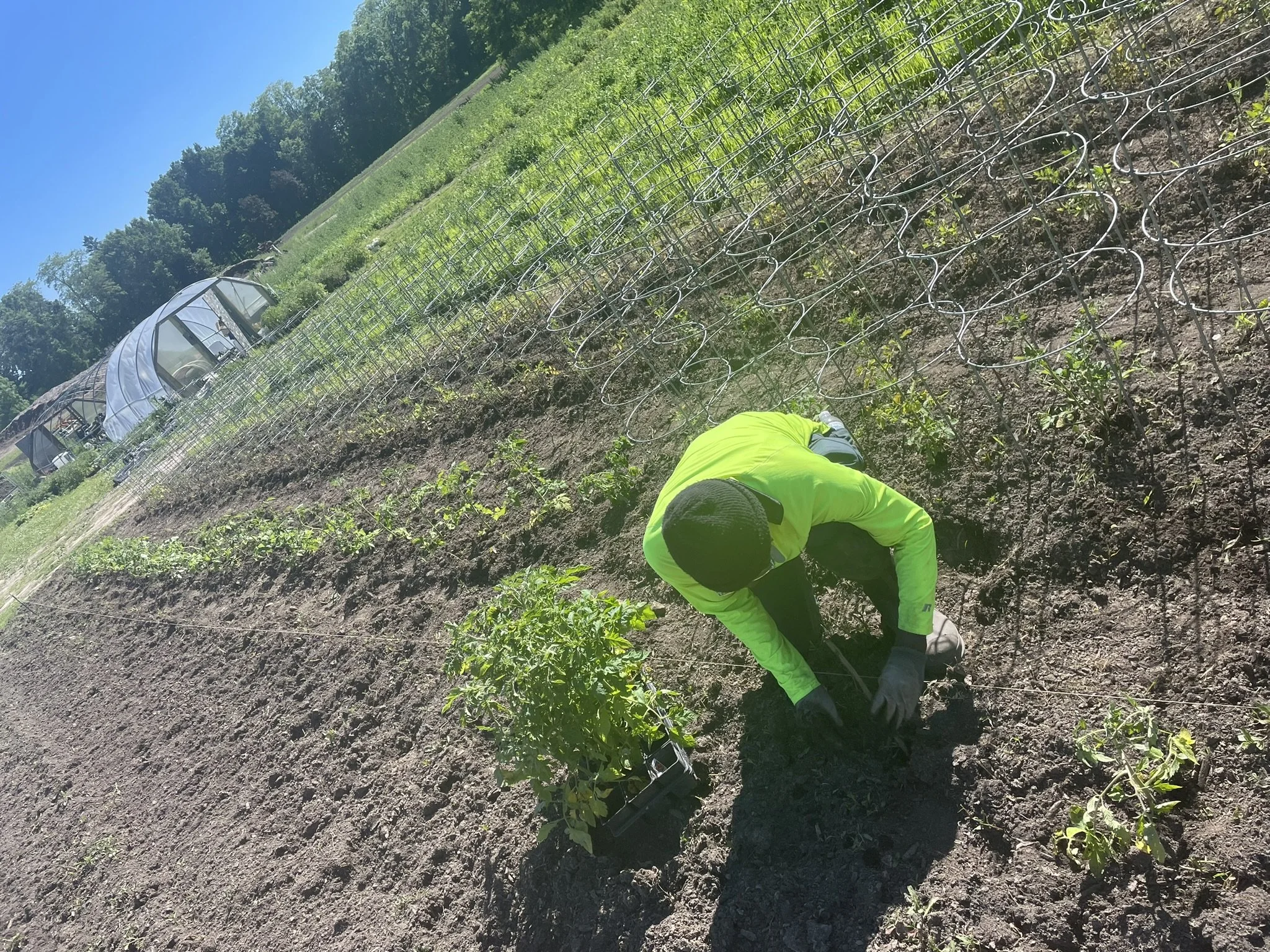 Tony - Planting Tomatoes 2024