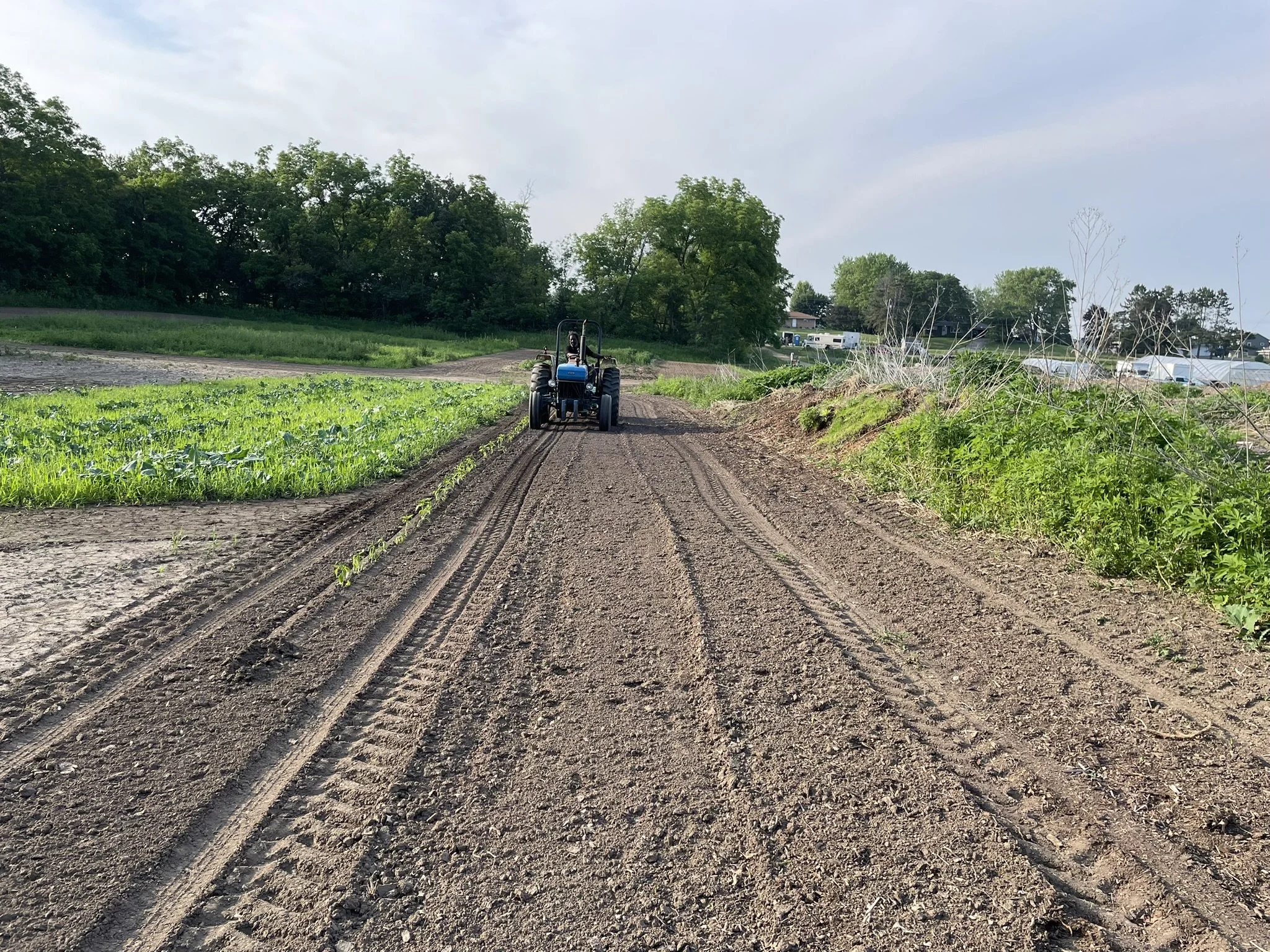 Robert+Ashley Transplanting Peppers 2024