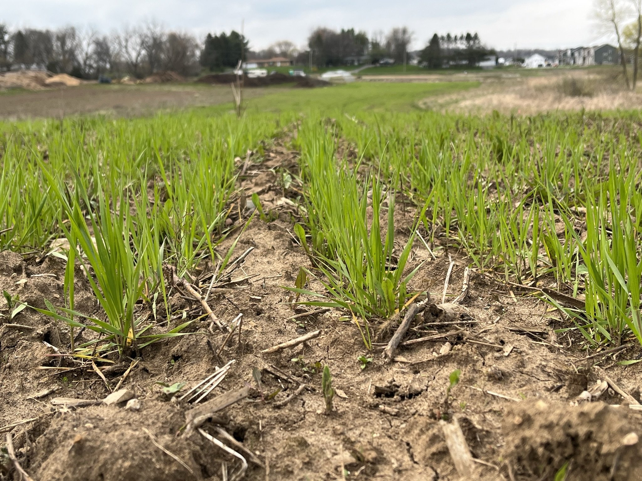 Wheat Trial 2022