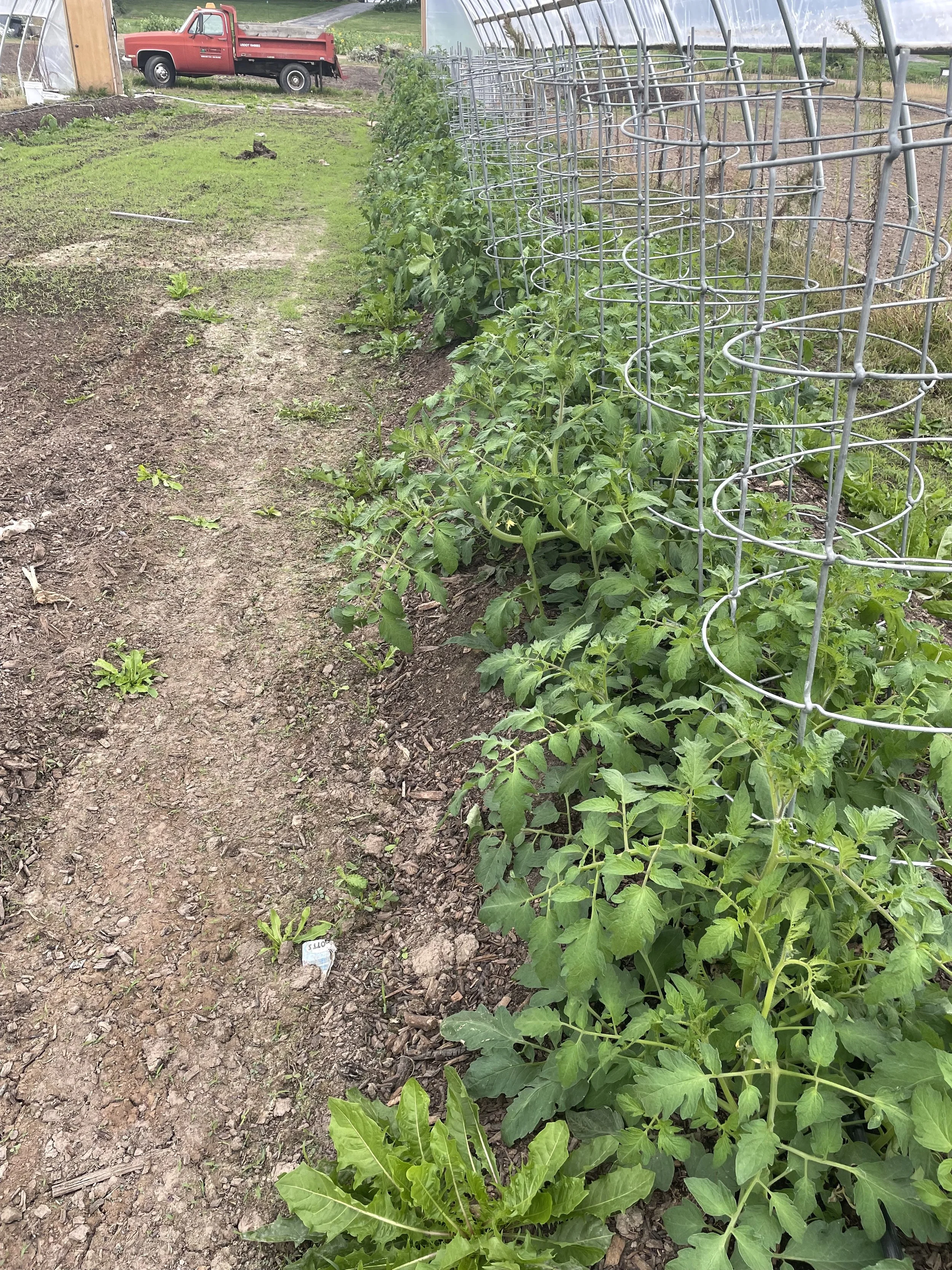 Tomatoes in High Tunnel 2022