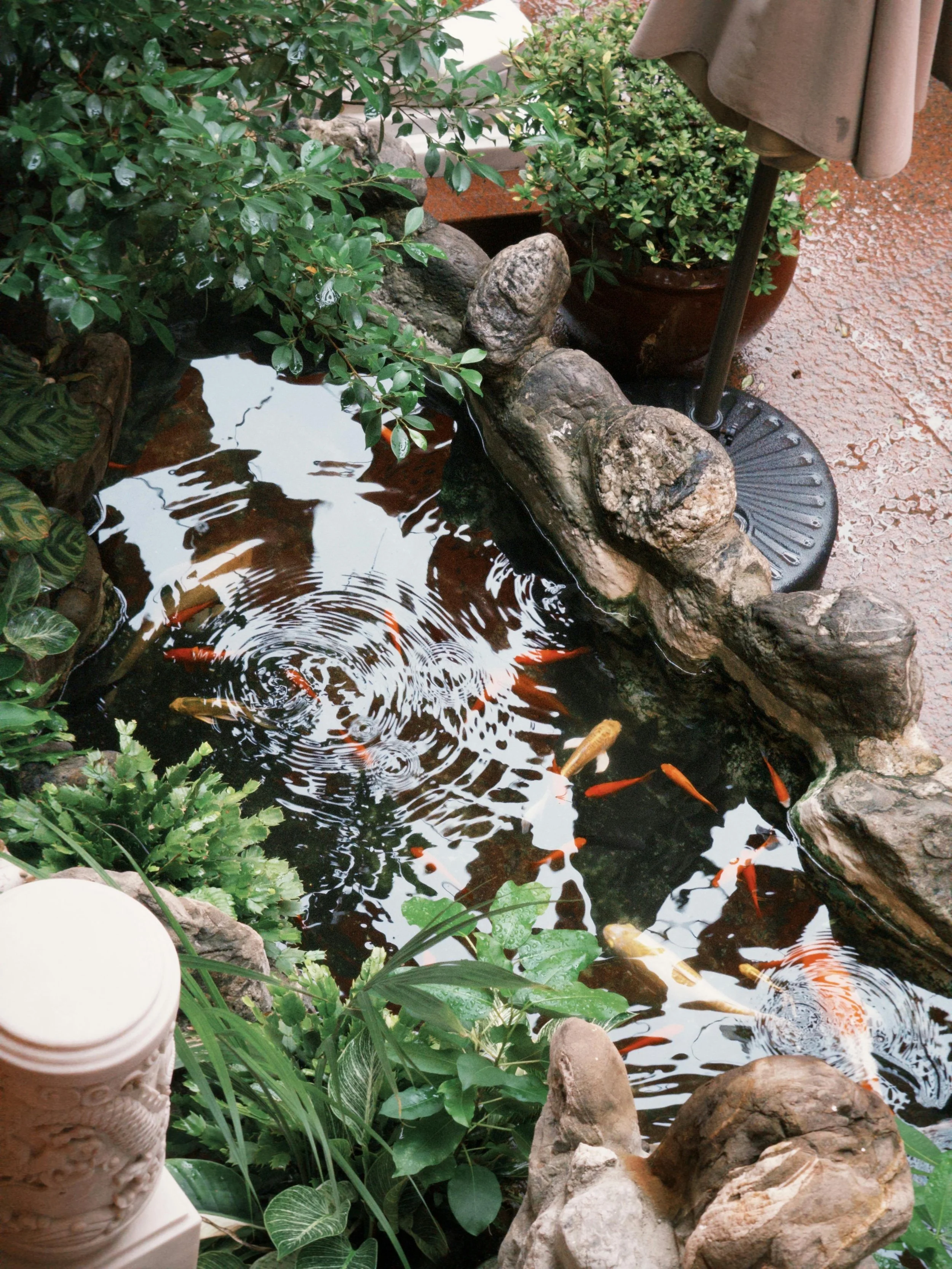 A koi pond with orange and white fish, surrounded by rocks and lush green plants, with an umbrella and potted plant nearby.