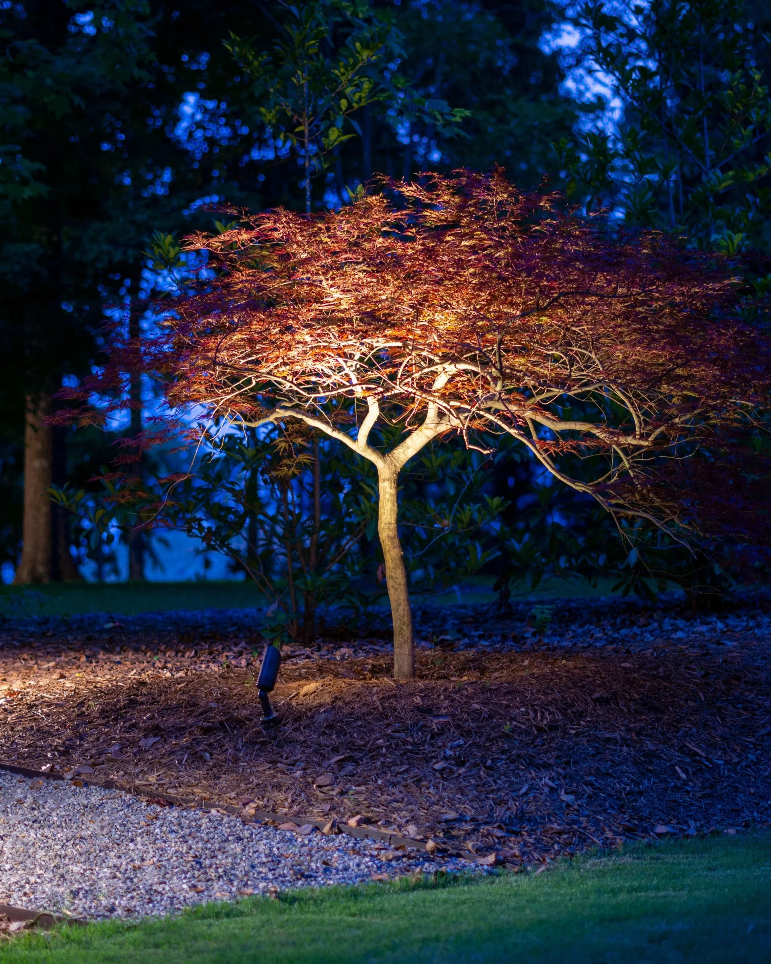 A small tree illuminated with warm outdoor lighting at night, surrounded by green foliage and a ground covered with mulch and rocks.