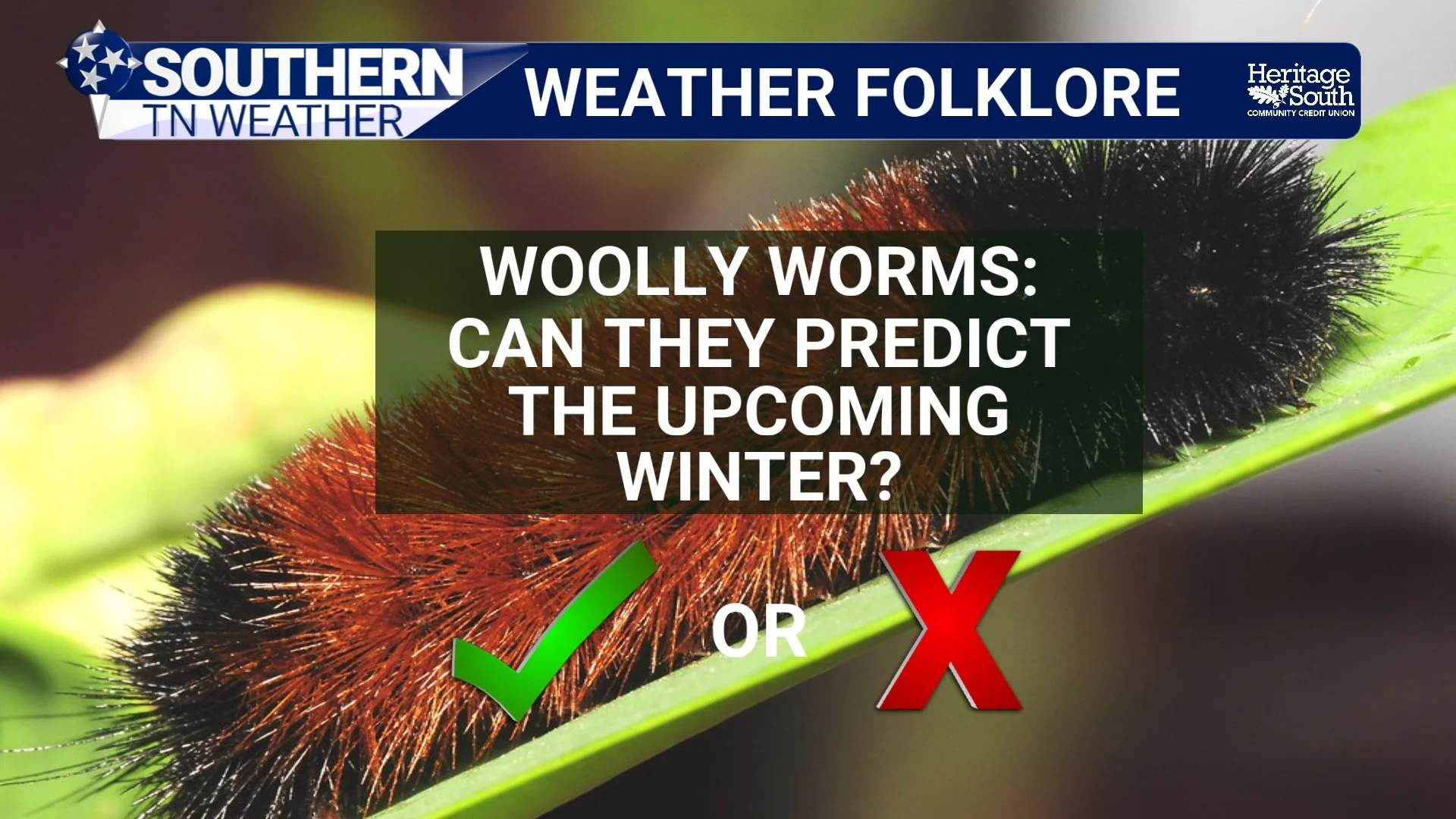 WEATHER FOLKLORE: Can Woolly Worms Really Predict The Upcoming Winter?