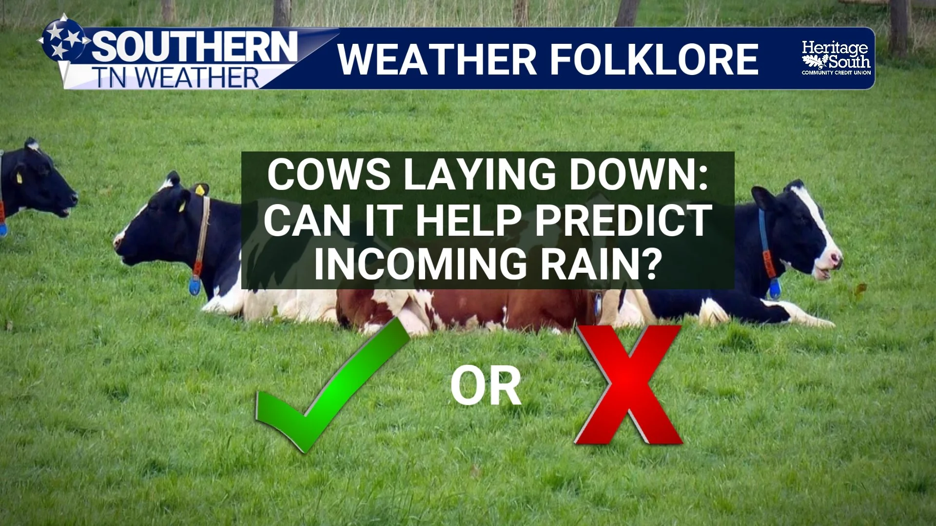 Weather Folklore: Can Cows Really Tell When It's Going to Rain?