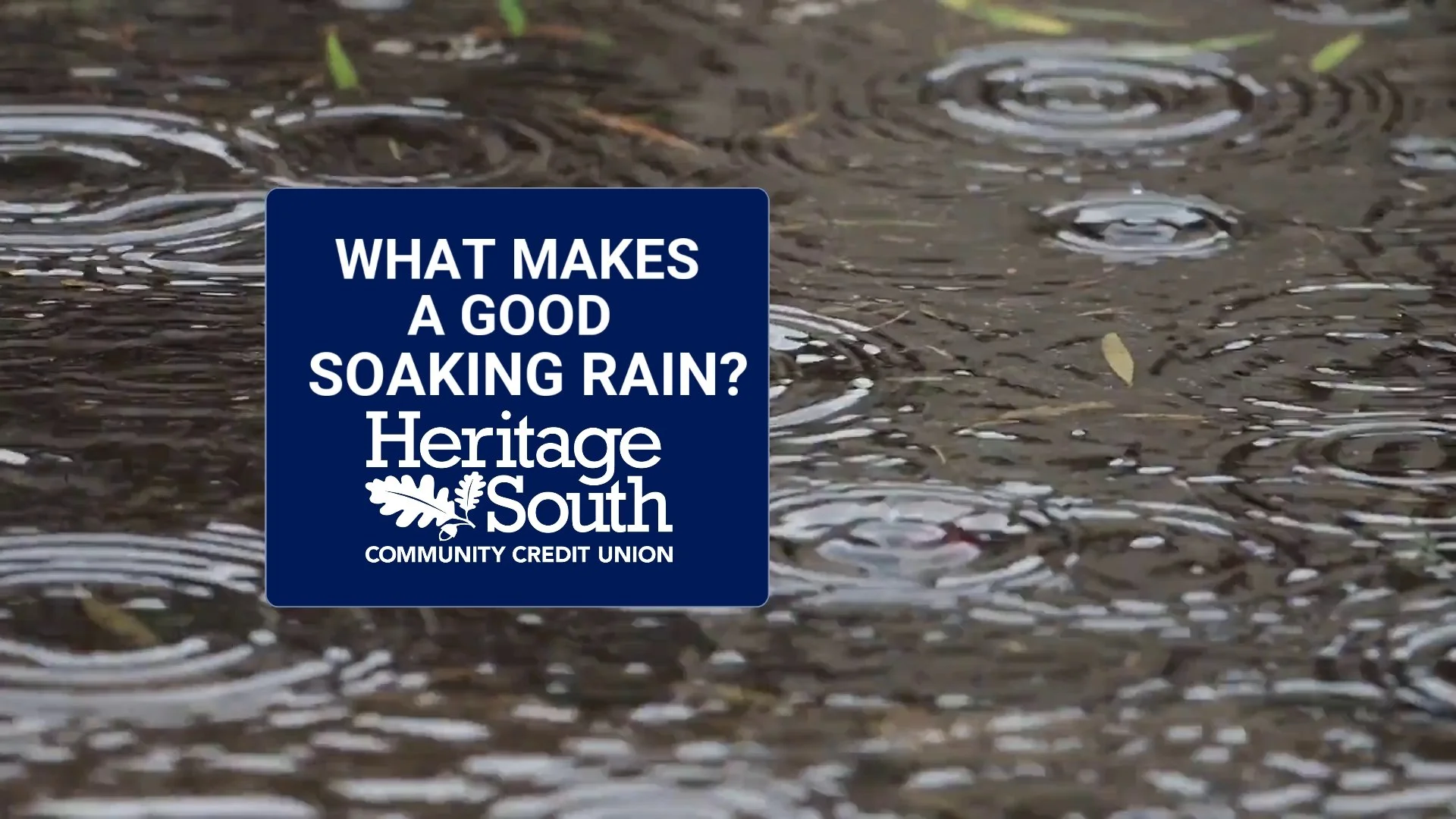 Not All Rain Is Created Equal: What Makes a GOOD Soaking Rain?