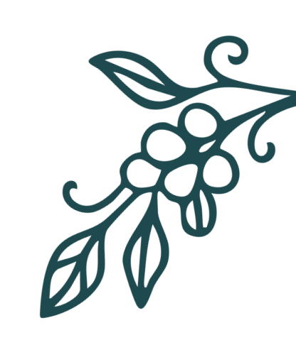 Carmela's Collective vintage decorative floral illustration with coffee berries.