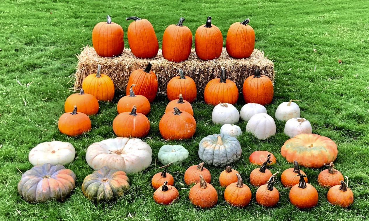 Porch Pumpkin Delivery Colorado
