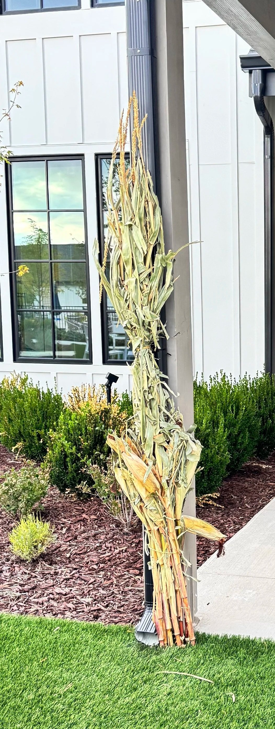 Corn Stalk Bundle