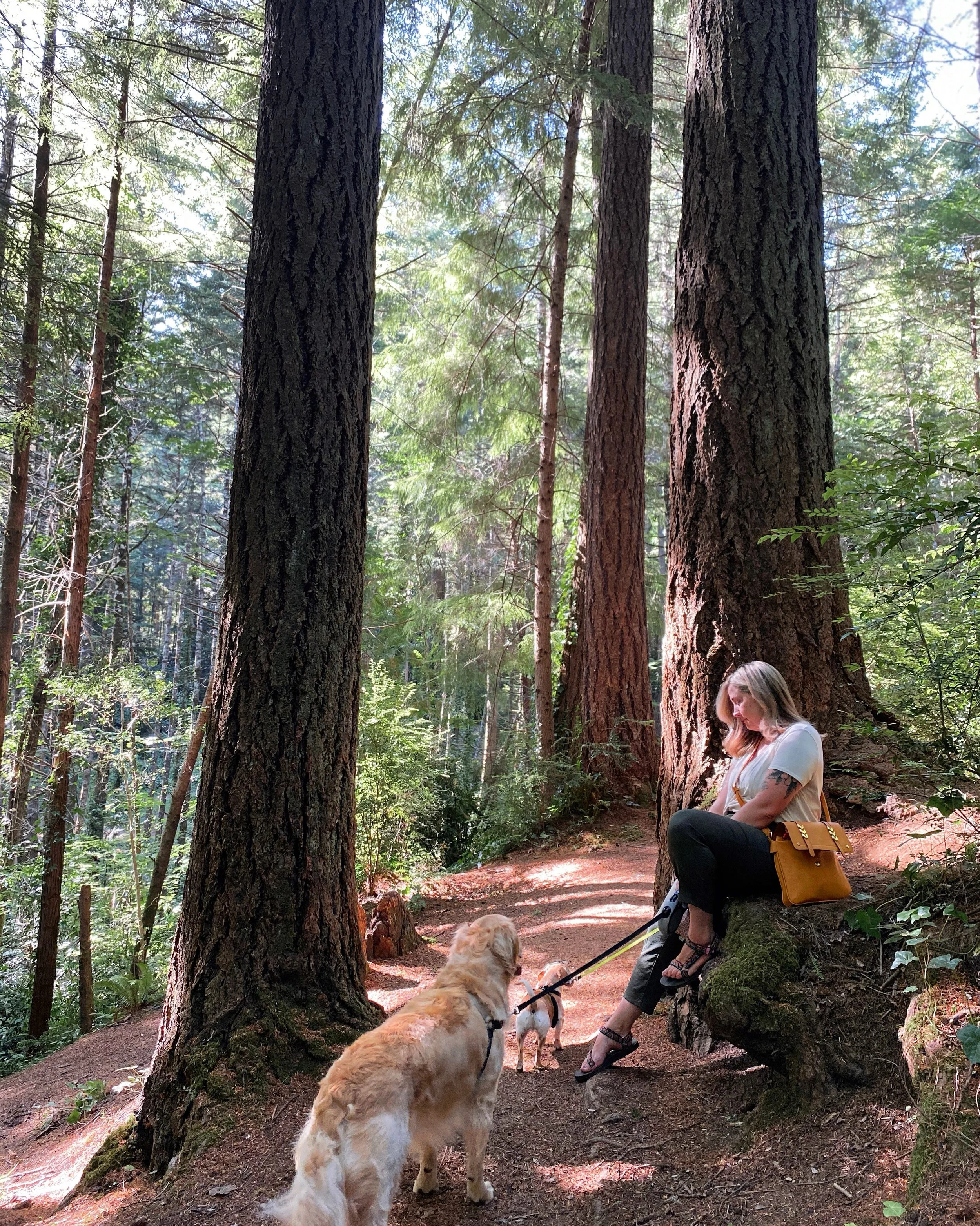A woman sitting on a moss-covered log on a forest trail, with two dogs, surrounded by tall trees and dense greenery, sunlight filtering through the leaves.