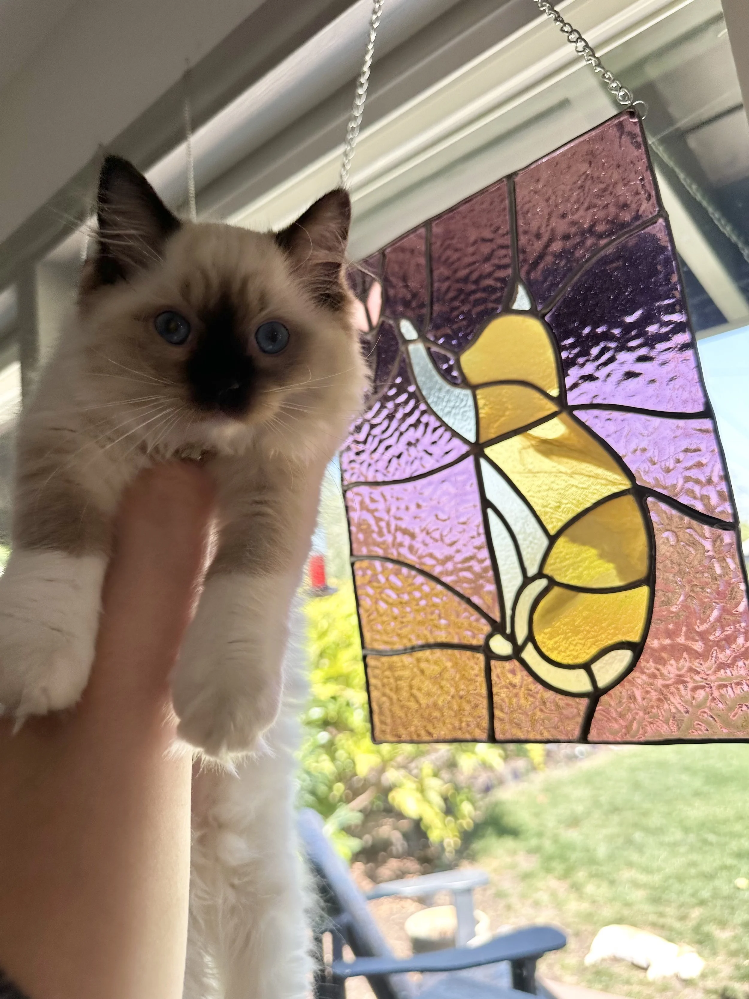 A person holding a fluffy Siamese kitten near a stained glass hanging on a window, with a garden visible outside.