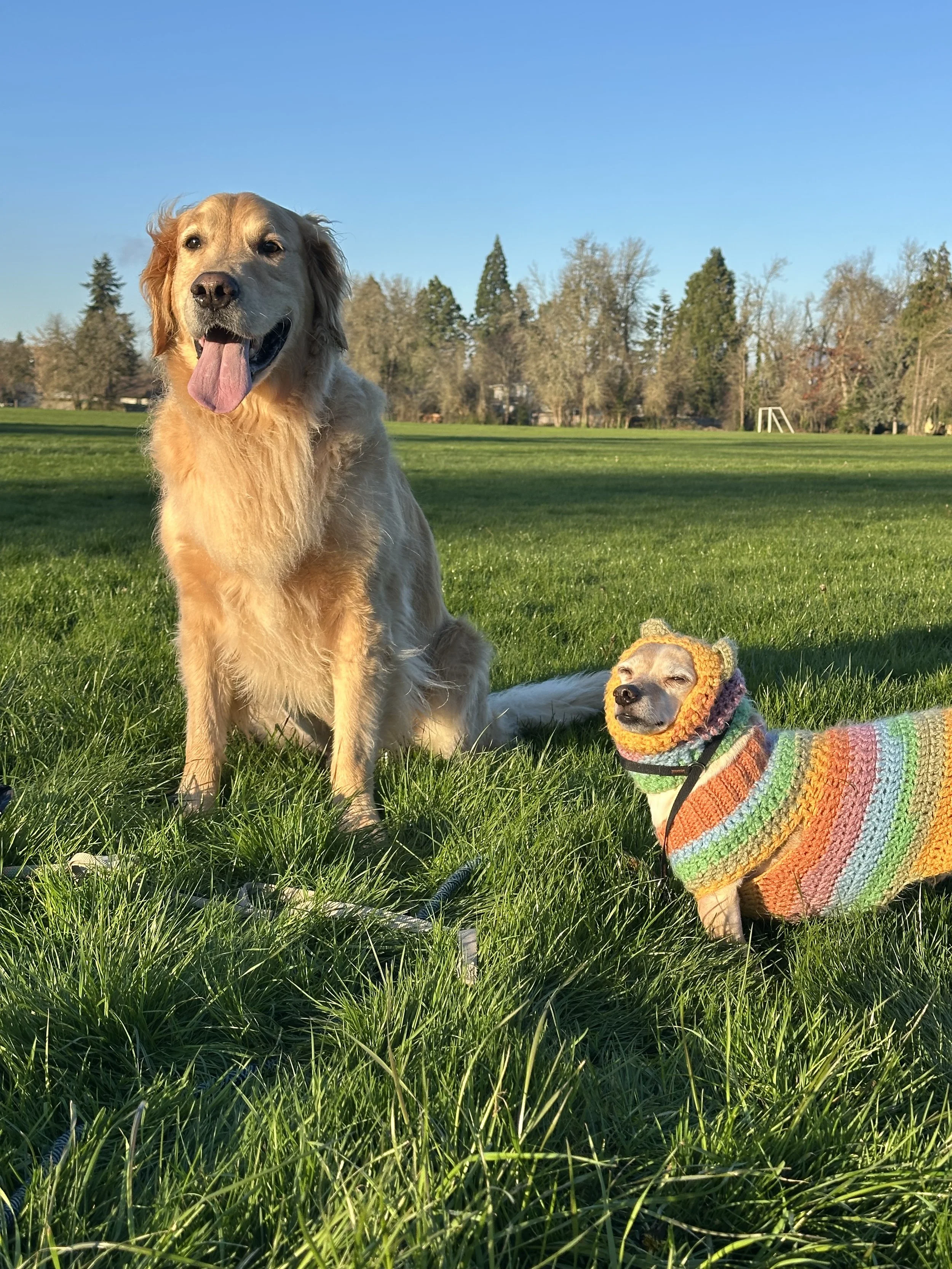 Two dogs sitting on green grass in a park during sunny weather, with trees in the background. One dog is a large Golden Retriever with its tongue hanging out, and the other is a small dog wearing a colorful knitted sweater and matching bonnet.