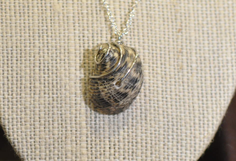 Swirl shell 1.png