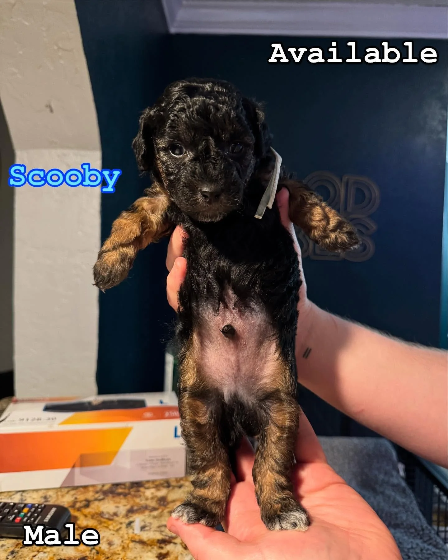 Pup update on this new litter born February 24th with Axle &amp; Ember. Babies will be available to go to their new homes April 21st. We have 2 males that are phantom and 1 female apricot available DM if interested!!!
&bull;
&bull;
&bull;
&bull;
&bul