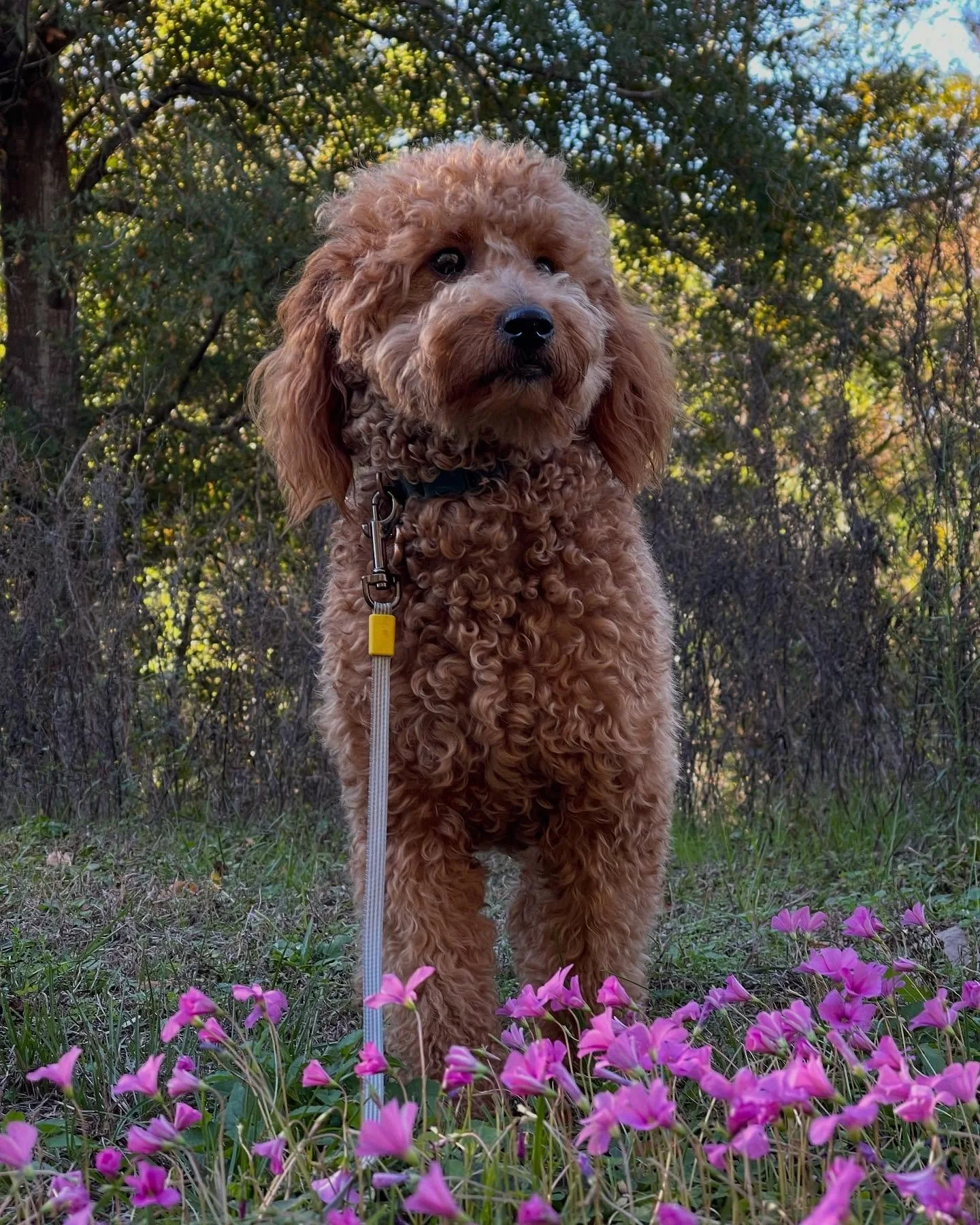 Exciting News! 🎉🐶

Our sweet Ember &amp; Axle had their first litter of F1bb Mini Goldendoodles, and it was such a wonderful experience! 🐾❤️ We loved watching them grow into playful, affectionate, and adorable little pups.

Each one found their pe