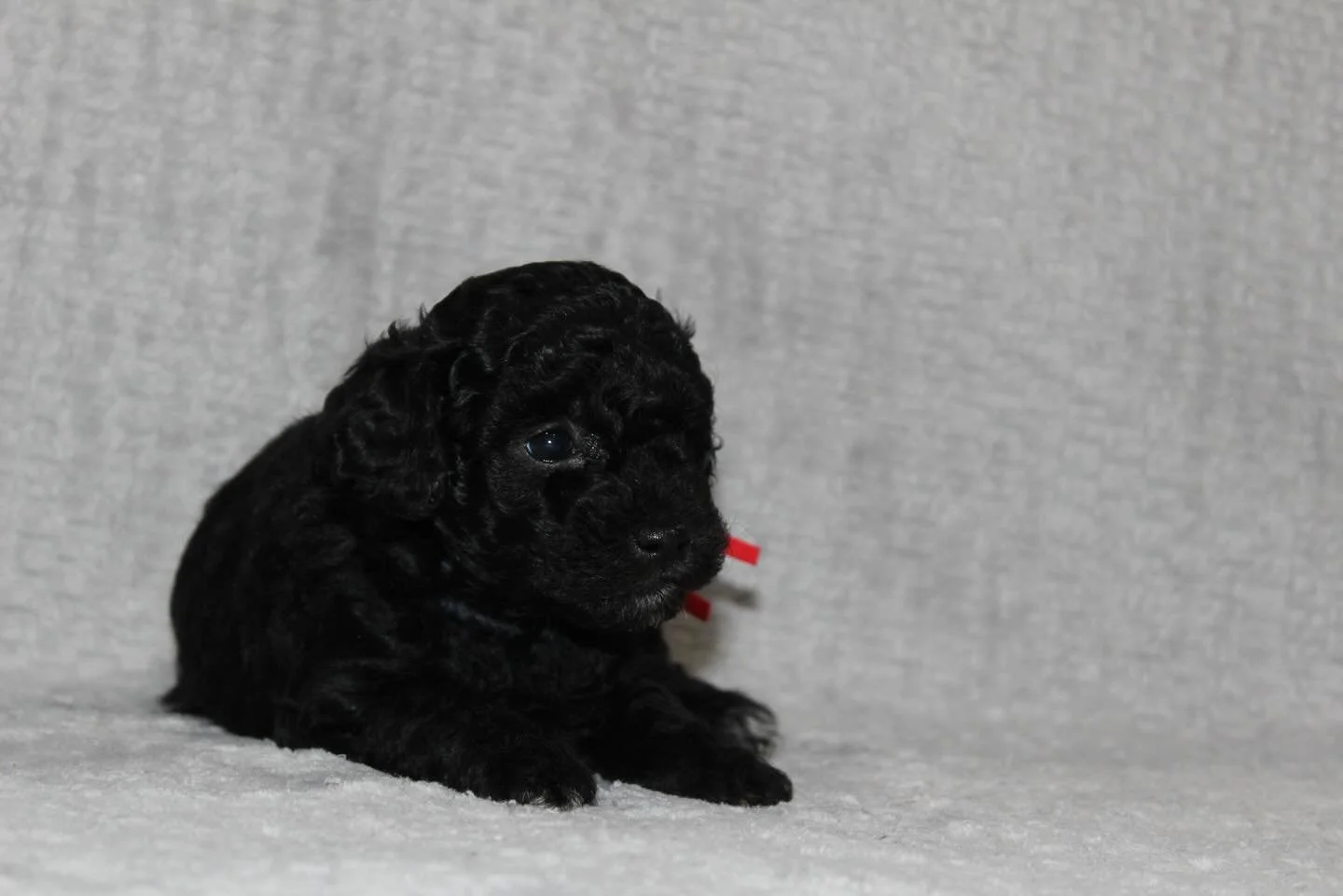 Axle &amp; Ember Litter July 2nd 2024
2-Females 1 Black with a little white &amp; other female black and white.
1-Apricot Male with white Markings
 These are the last 3 from the litter Available to go home September 2nd. 
F1BB Mini Goldendoodles
DM t