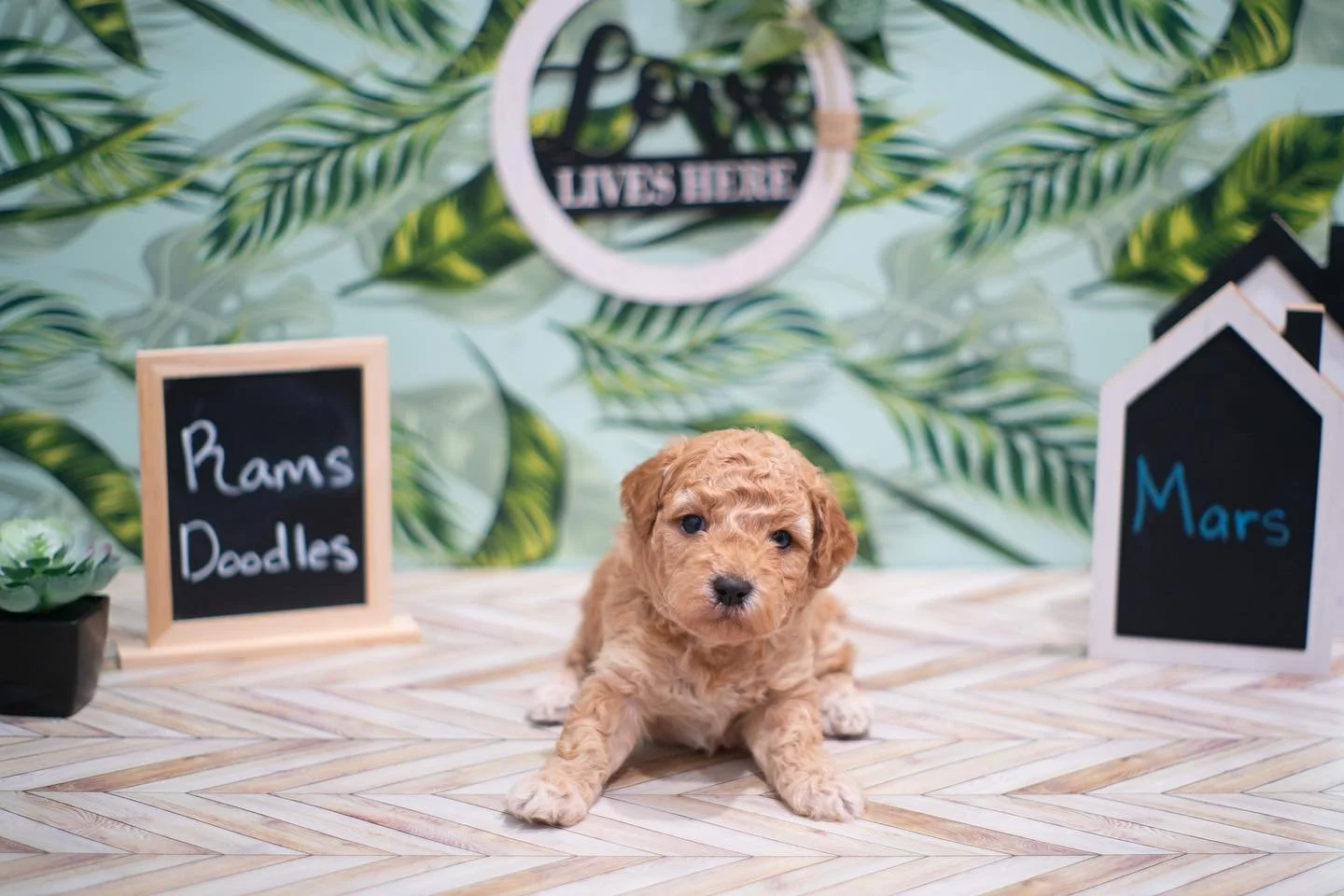 Check out our Available Toy 🧸 Goldendoodles! Babies are ready for their new 🏡 homes 4th of July weekend 🐩!!!
&bull;
&bull;
&bull;
&bull;
&bull;
#ToyGoldenndoodles #InstaDog #Hypoallergenic #F1B #Doodles #Goldendoodles #ToyPoodle #GoldenRetriever #