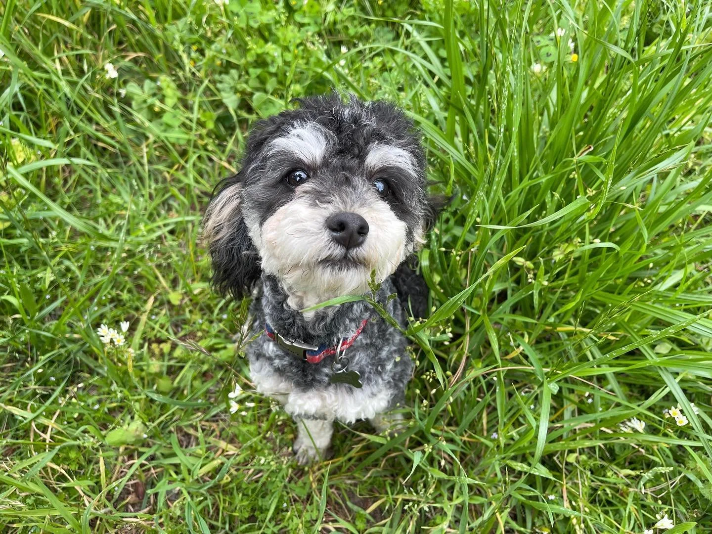 Axle,

Our 10lb Phantom Blue Merle Toy Poodle Stud. We should be able to produce some wonderful Merle&rsquo;s with him this year. 
&bull;
&bull;
&bull;
&bull;
&bull;
#ToyGoldendoodles #InstaDog#Toy #Doodles #Goldendoodles #ToyPoodle #Stud
