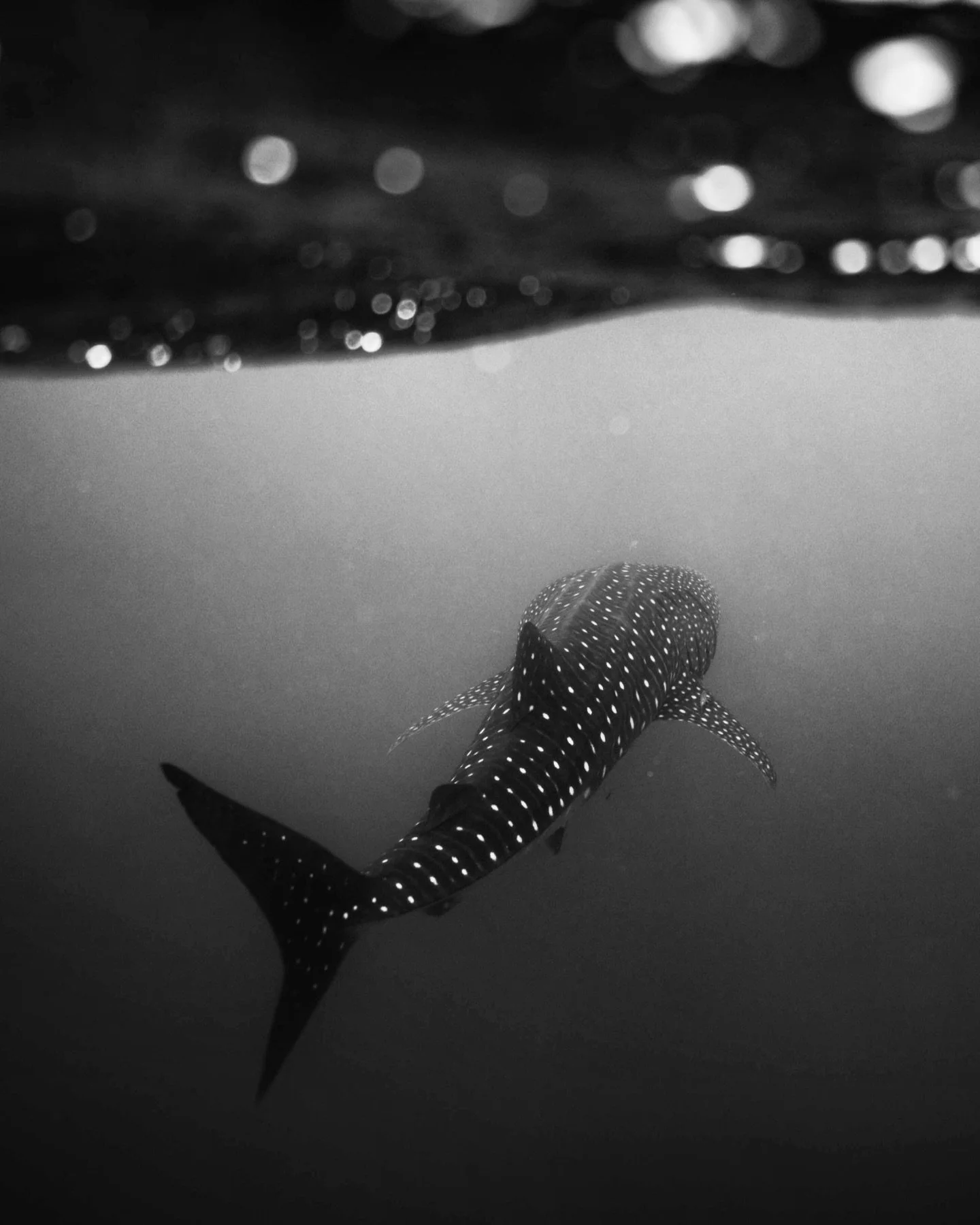 Cruising along the surface of the Ningaloo 🦈

#ningalooreef #natgeoyourshot
#natgeoyourshotoceans #westernaustralia #underwaterworld #whaleshark #sonyalphaanz #sonyalphafemale