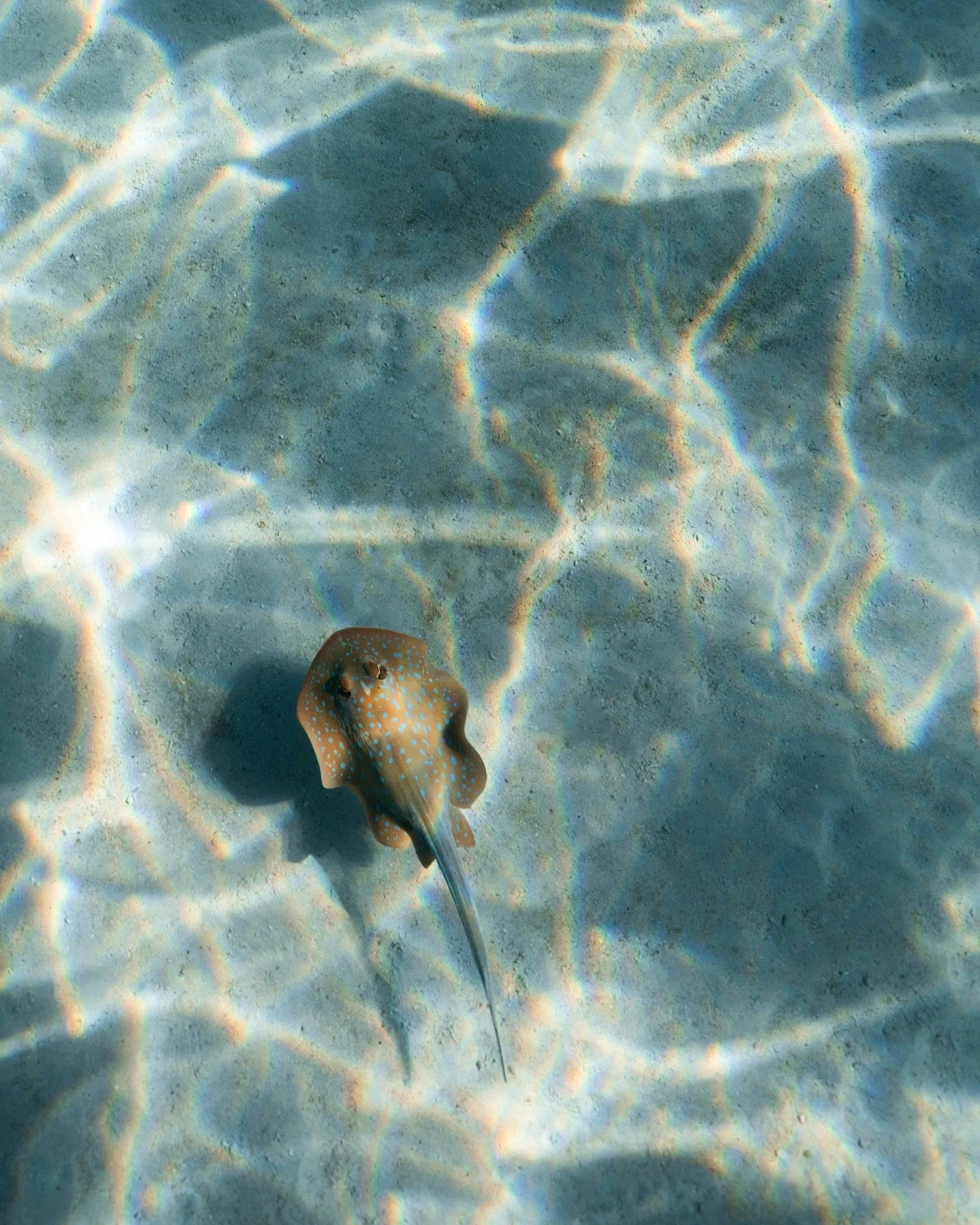 Just a blue spotted ribbontail ray exploring the Ningaloo on a sunny day 🪸

#ningalooreef #natgeoyourshot #natgeoyourshotoceans #westernaustralia #underwaterworld #stingray #sonyalphaanz