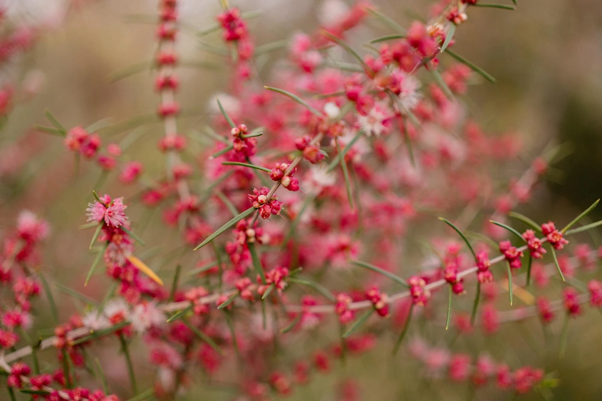 Wildflower Season- Everlasting Festival Kings Park
