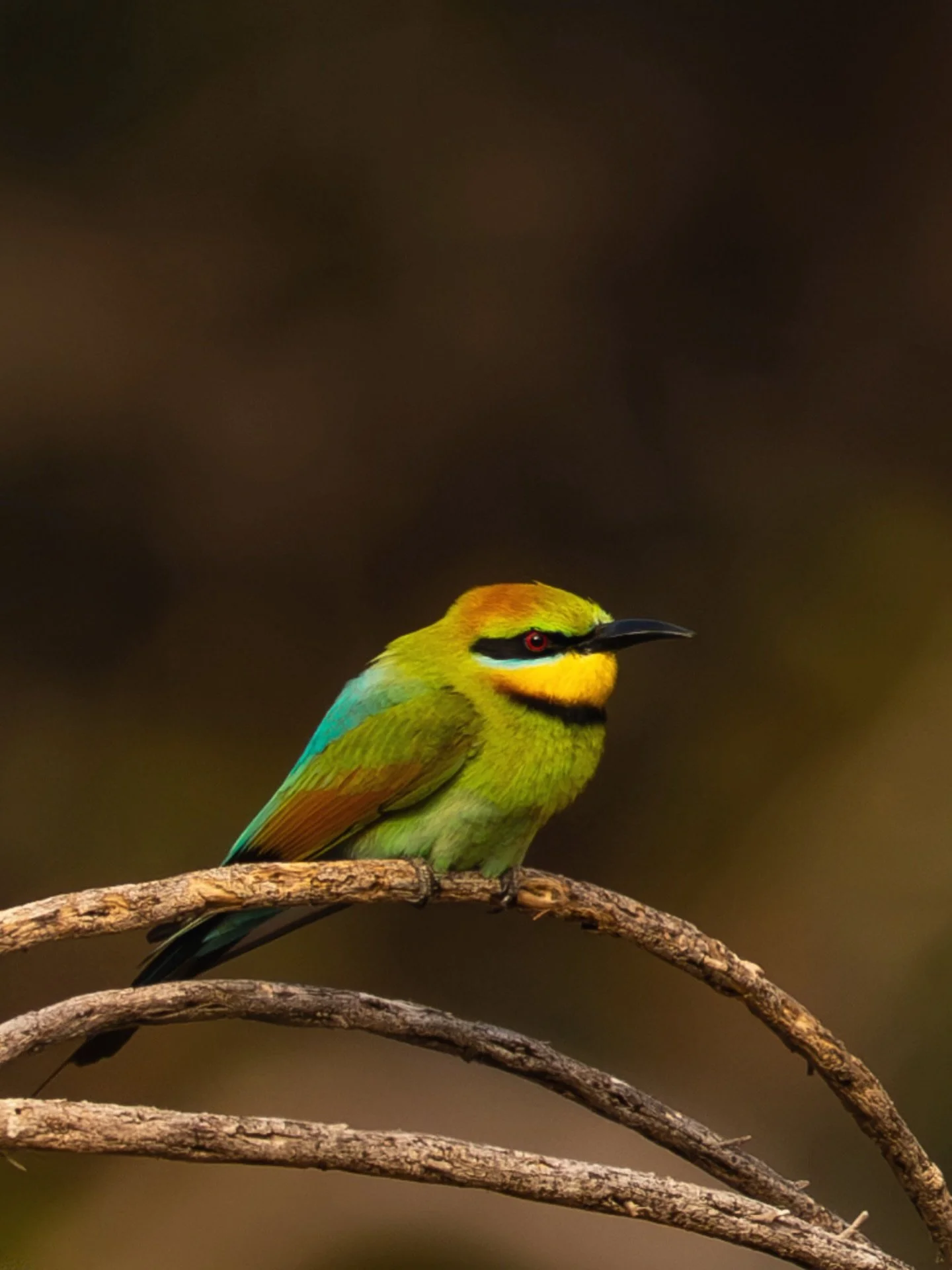 First time seeing rainbow bee-eaters and they have quickly become a new favourite 🦜 
#westernaustralia #birdphotography #wildlifephotographer #sonyalphaanz #bbcwildlifepotd