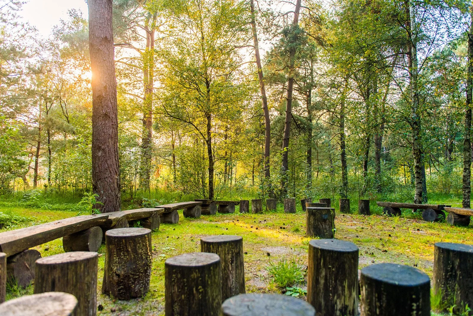 Een bos met bomen en die dag zonlicht dat door de bladeren schijnt. In het bos liggen stammetjes en houten bankjes.