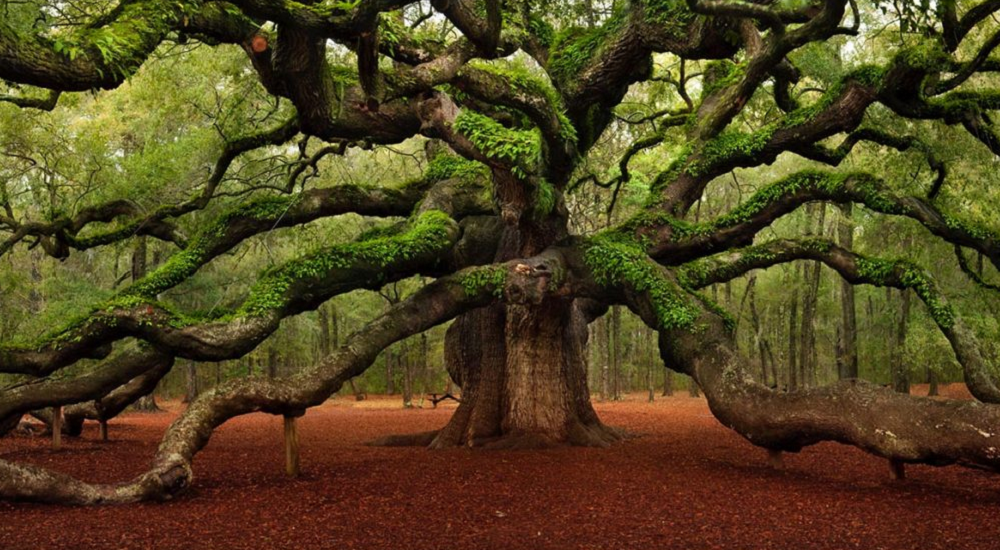 Grote oude boom met uitgestrekte, kronkelende takken in een bos.