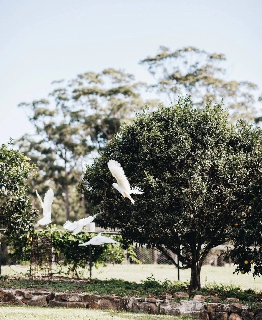 Worrowing: a place to pause in nature.
#worrowing #jervisbay #hyamsbeach #jervisbaywedding #southcoastwedding #huskisson #nsw #newsouthwales #destinationnsw #visitnsw #shoalhaven #australia #southcoast #southcoastnsw #tourismnsw #seeaustralia #airbn