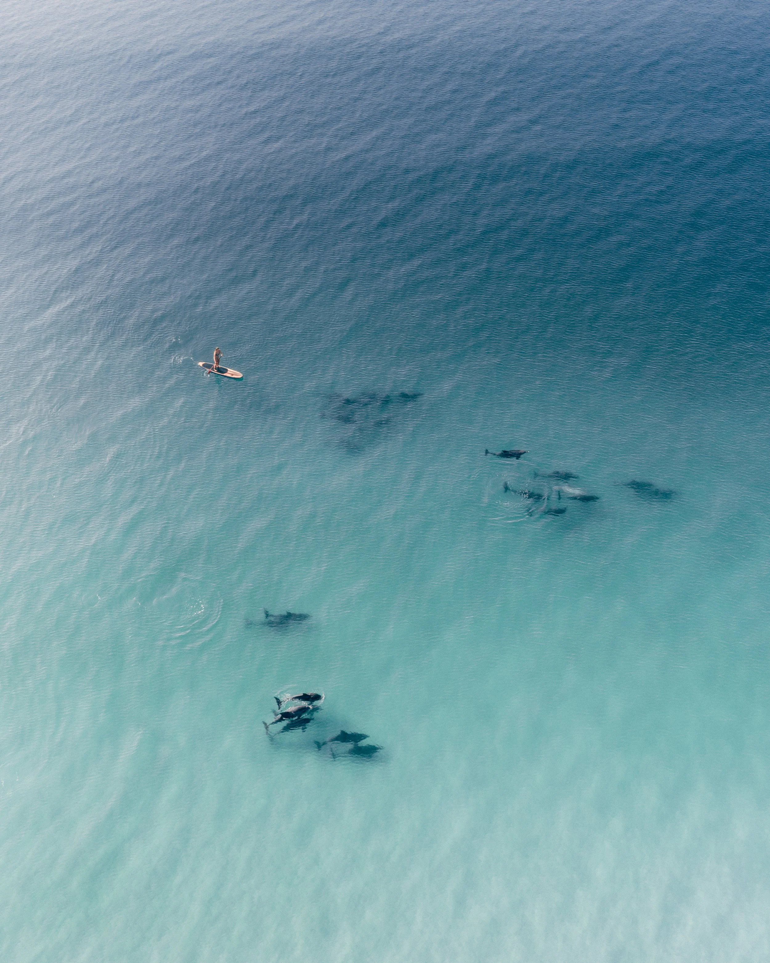 dolphins - benmack -1.jpeg