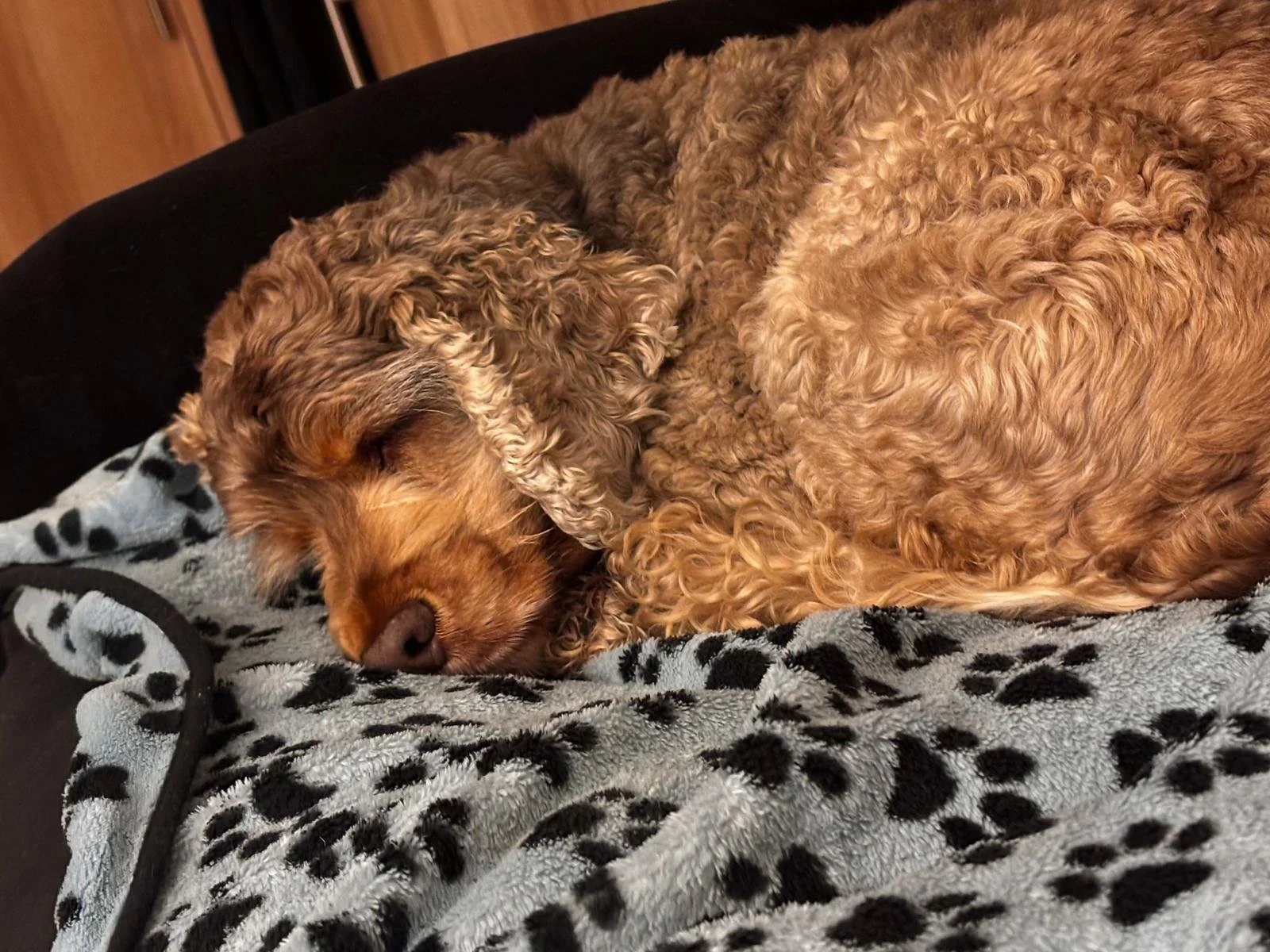 A curly-haired dog sleeping on a black surface, partially covered by a gray blanket with black spots.