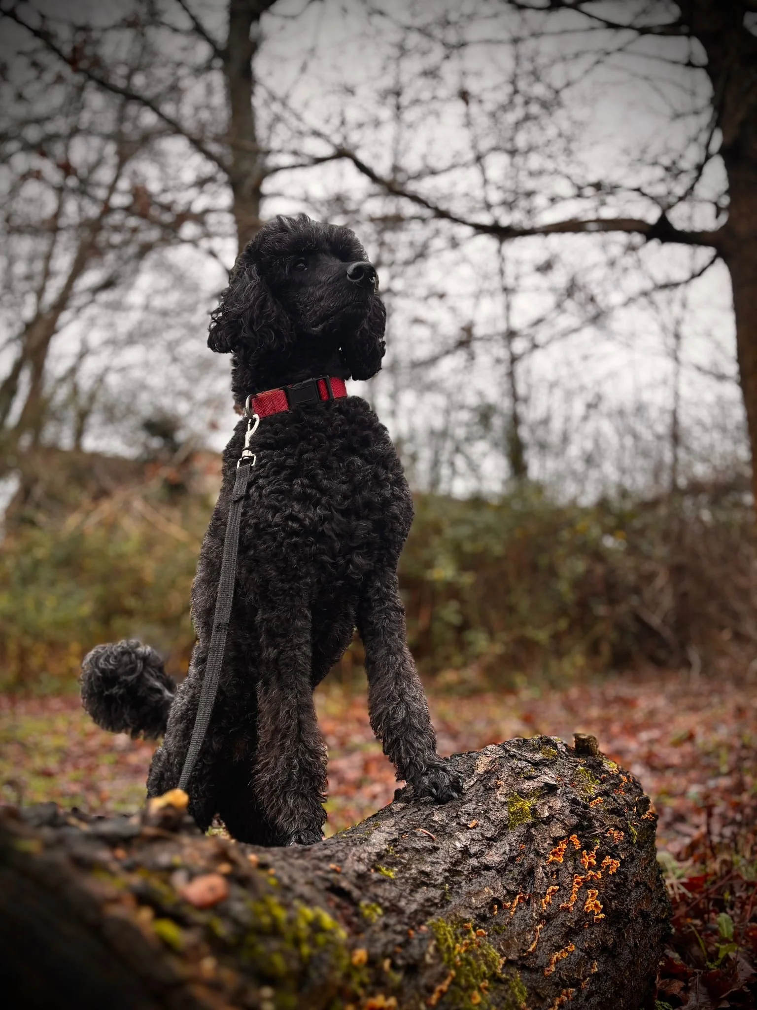 A black curly-coated dog with a red collar standing on a fallen log in a forest, looking into the distance on an overcast day.