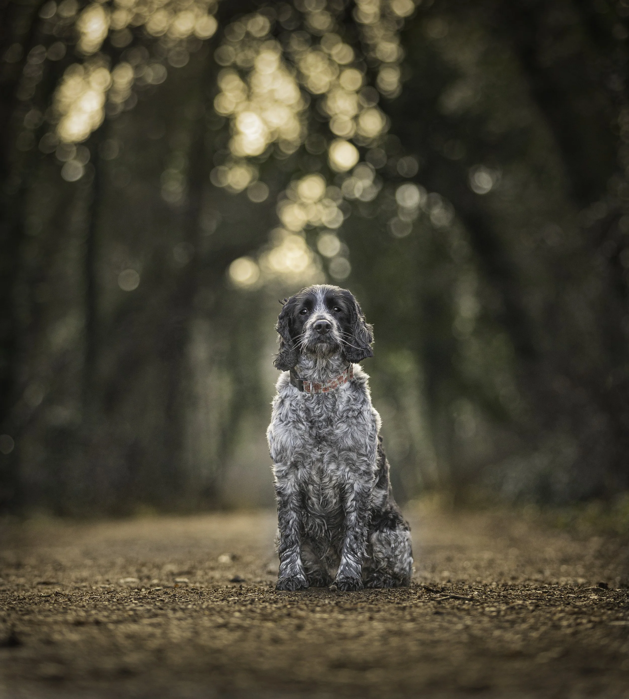 A dog with curly black and white fur sitting on a stone in a park with green grass and trees in the background.