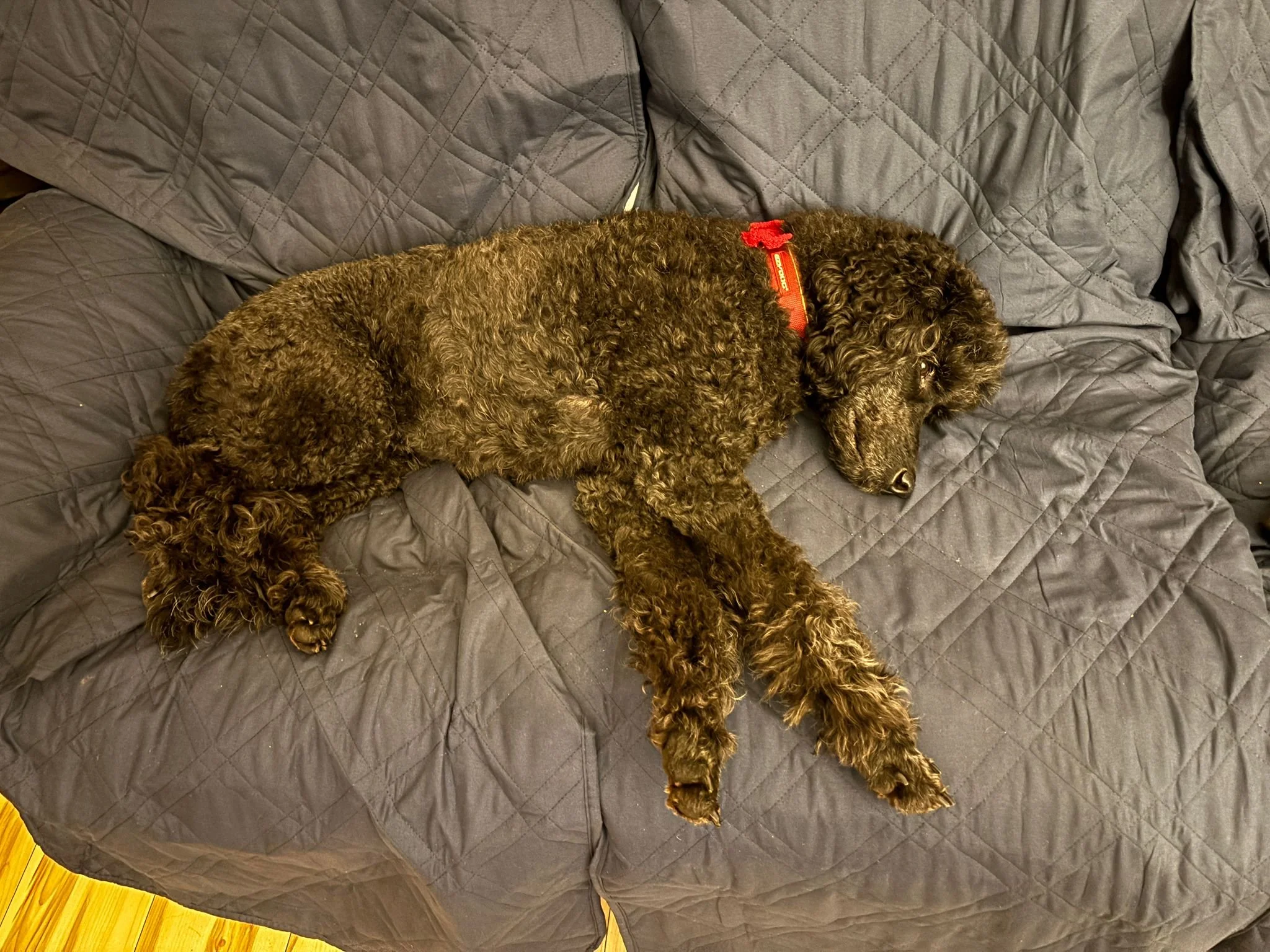 A large gray dog with a blue collar sleeping on a black leather couch.
