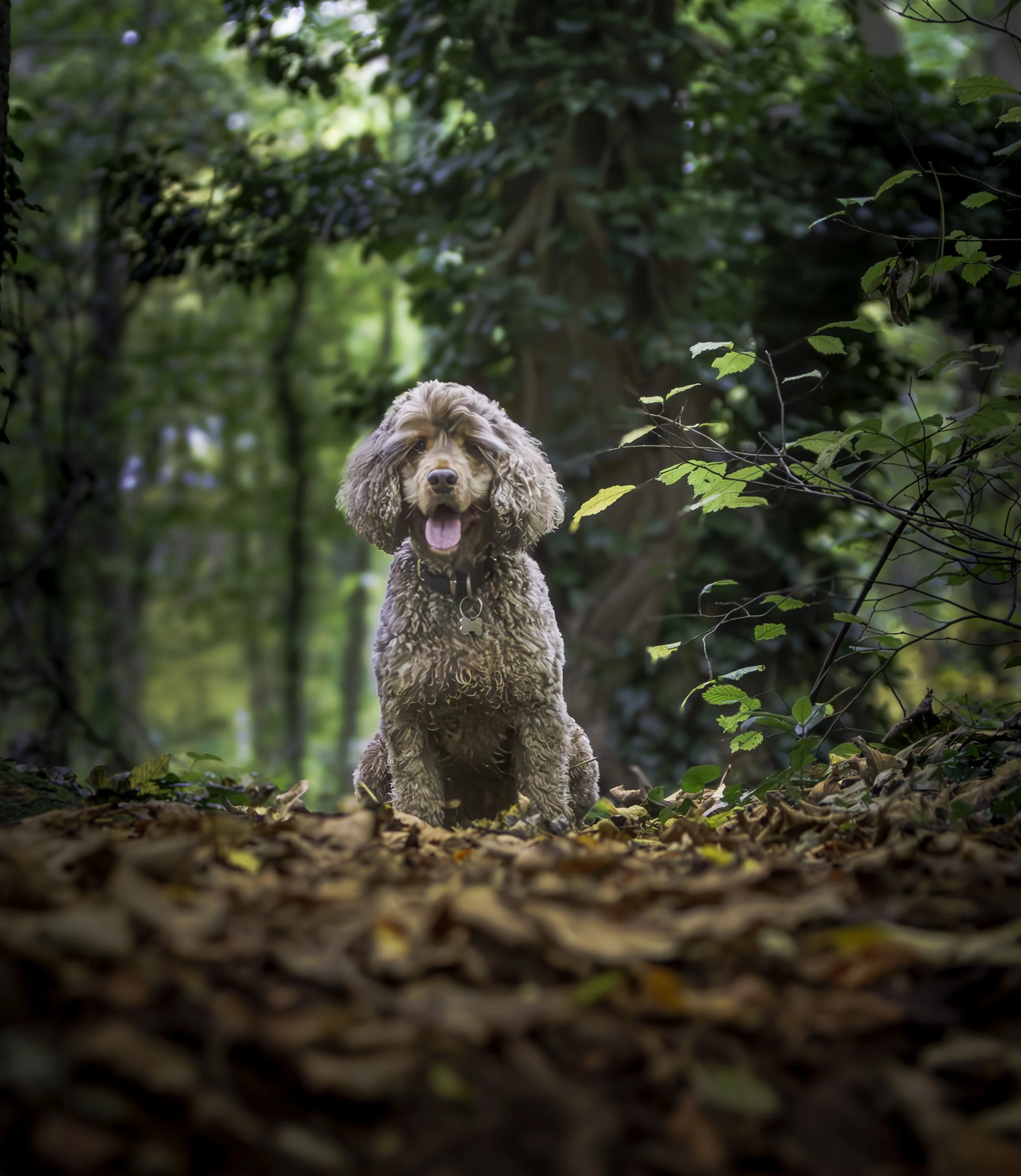 A brown dog with curly fur sitting on a forest floor covered in fallen leaves, surrounded by green trees and foliage with sunlight filtering through the leaves.