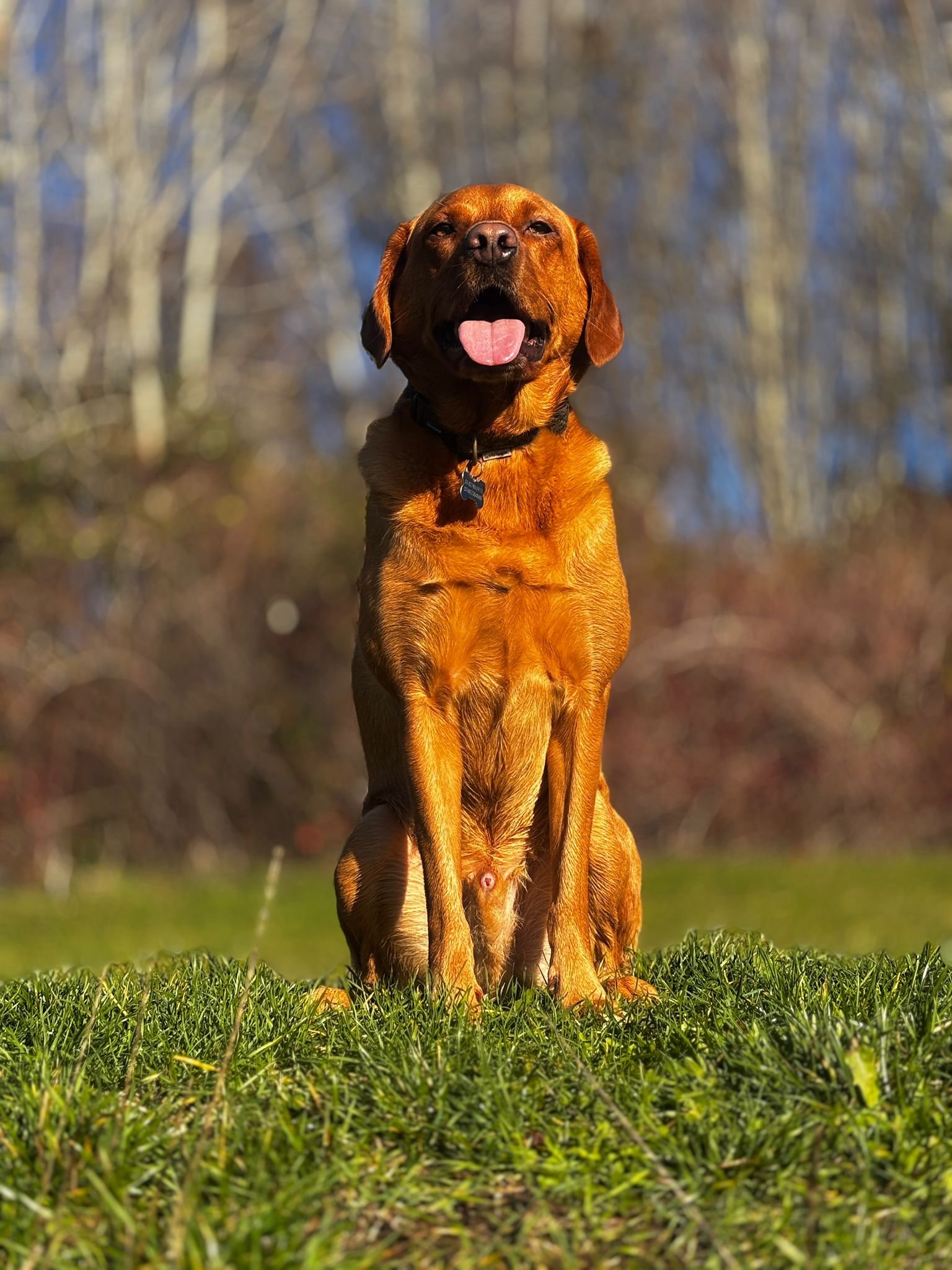 A brown dog sitting on grass with its mouth open and tongue out, in an outdoor setting with trees in the background.