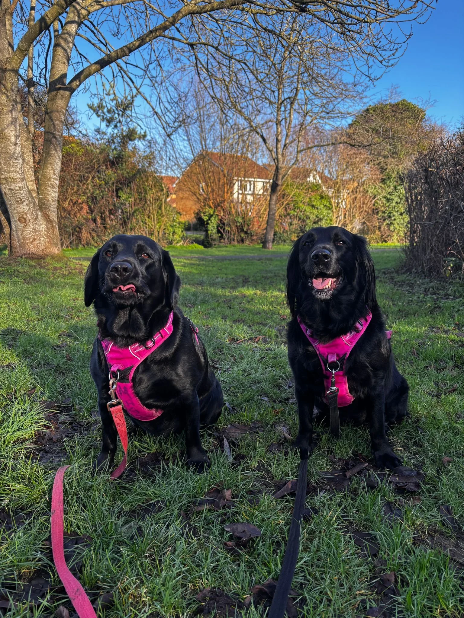 Two black dogs sitting on grass in a park, wearing pink harnesses, with trees and houses in the background on a sunny day.