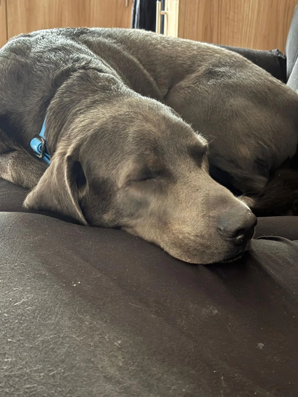 A large gray dog with a blue collar sleeping on a black leather couch.