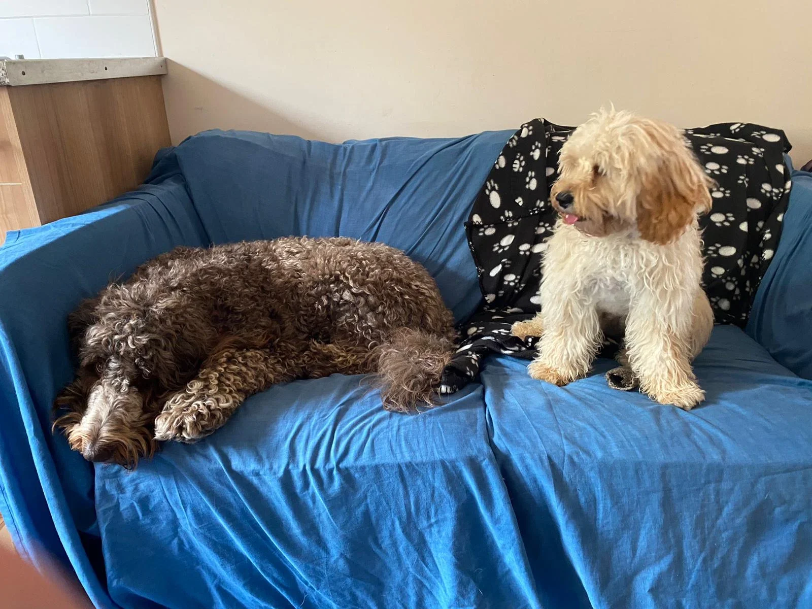 Two dogs on a blue couch; one is lying down and the other is sitting upright, with a black and white paw print blanket behind the sitting dog.