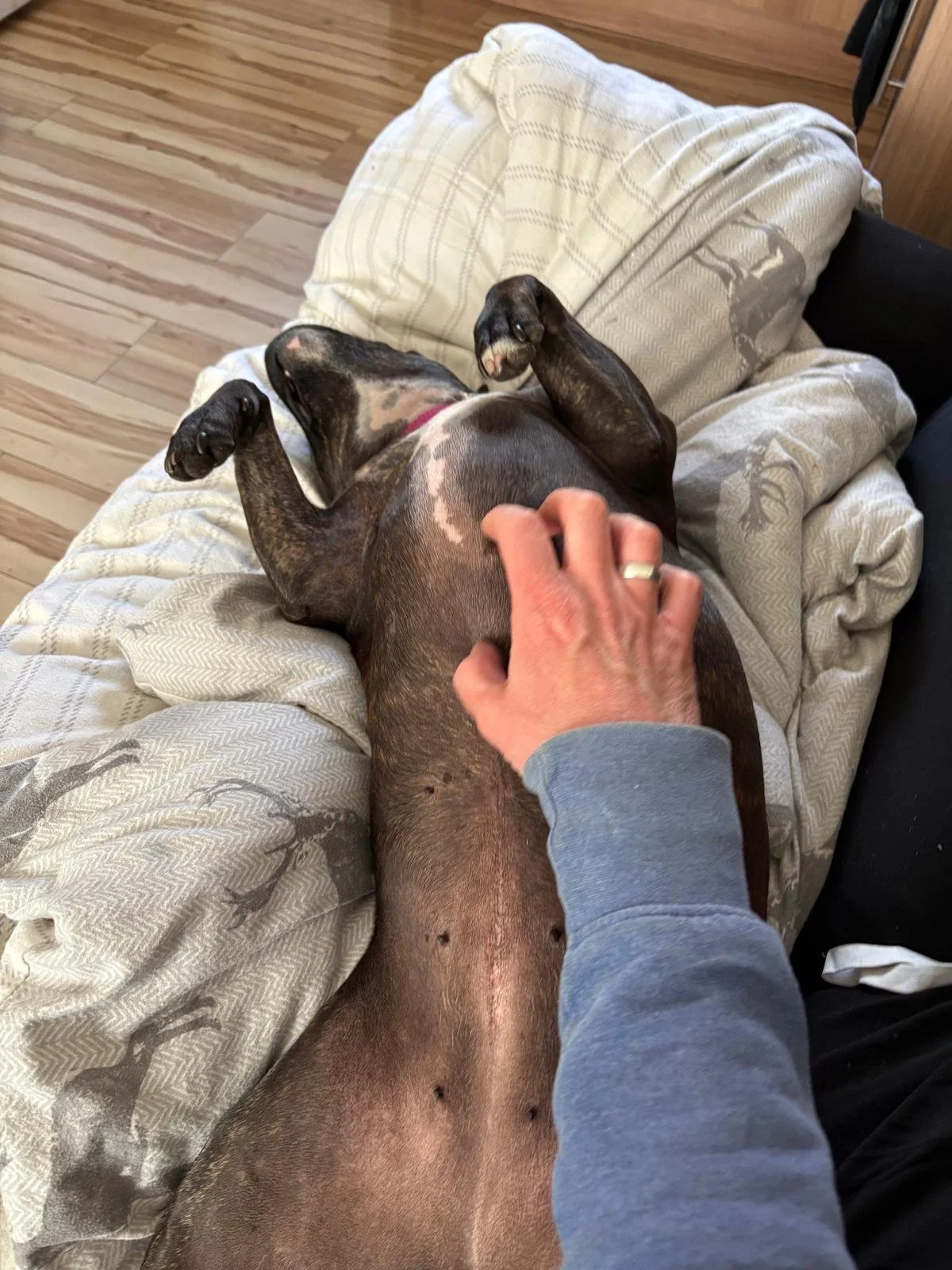 A person petting a large dog lying on a couch, with the dog's belly exposed and its legs raised. The dog appears to be relaxed and comfortable.