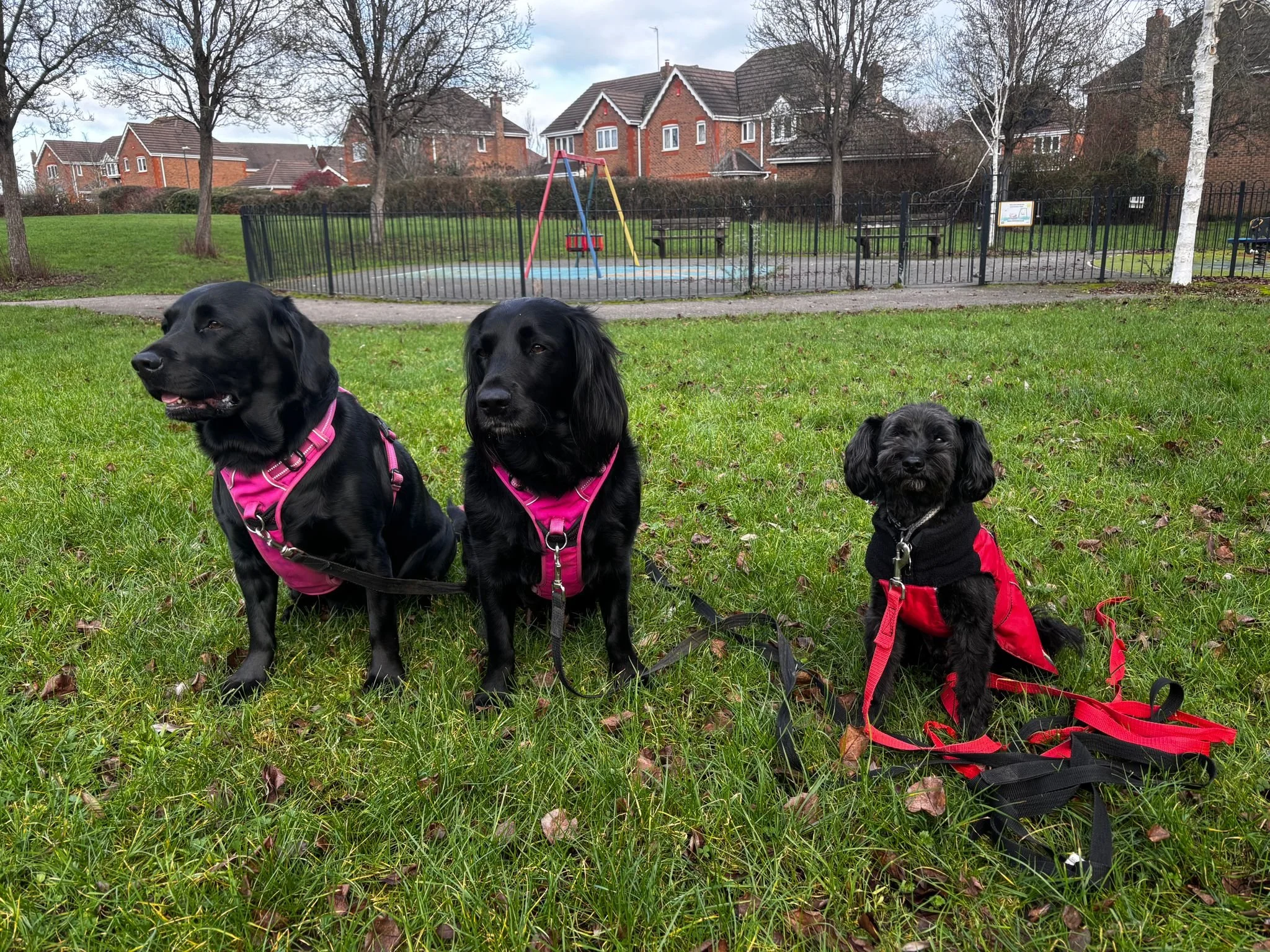 Three dogs sitting on grass in a park, two black labs and a small black spaniel, all wearing harnesses, with a playground and houses in the background.