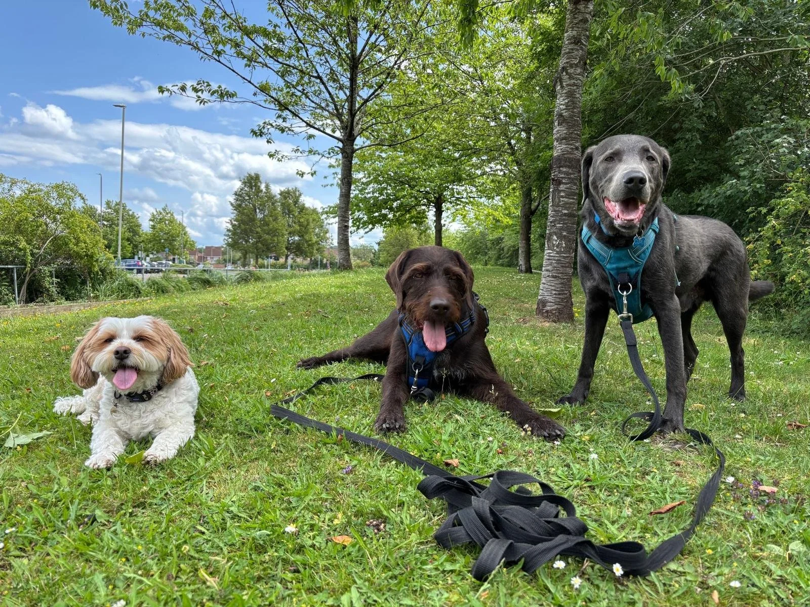 Three dogs lying on grass in a park with trees, a blue sky, and clouds in the background. The small dog is on the left with white and tan fur, the middle dog is a medium-sized brown dog, and the right dog is a large gray dog standing and panting with its tongue out.
