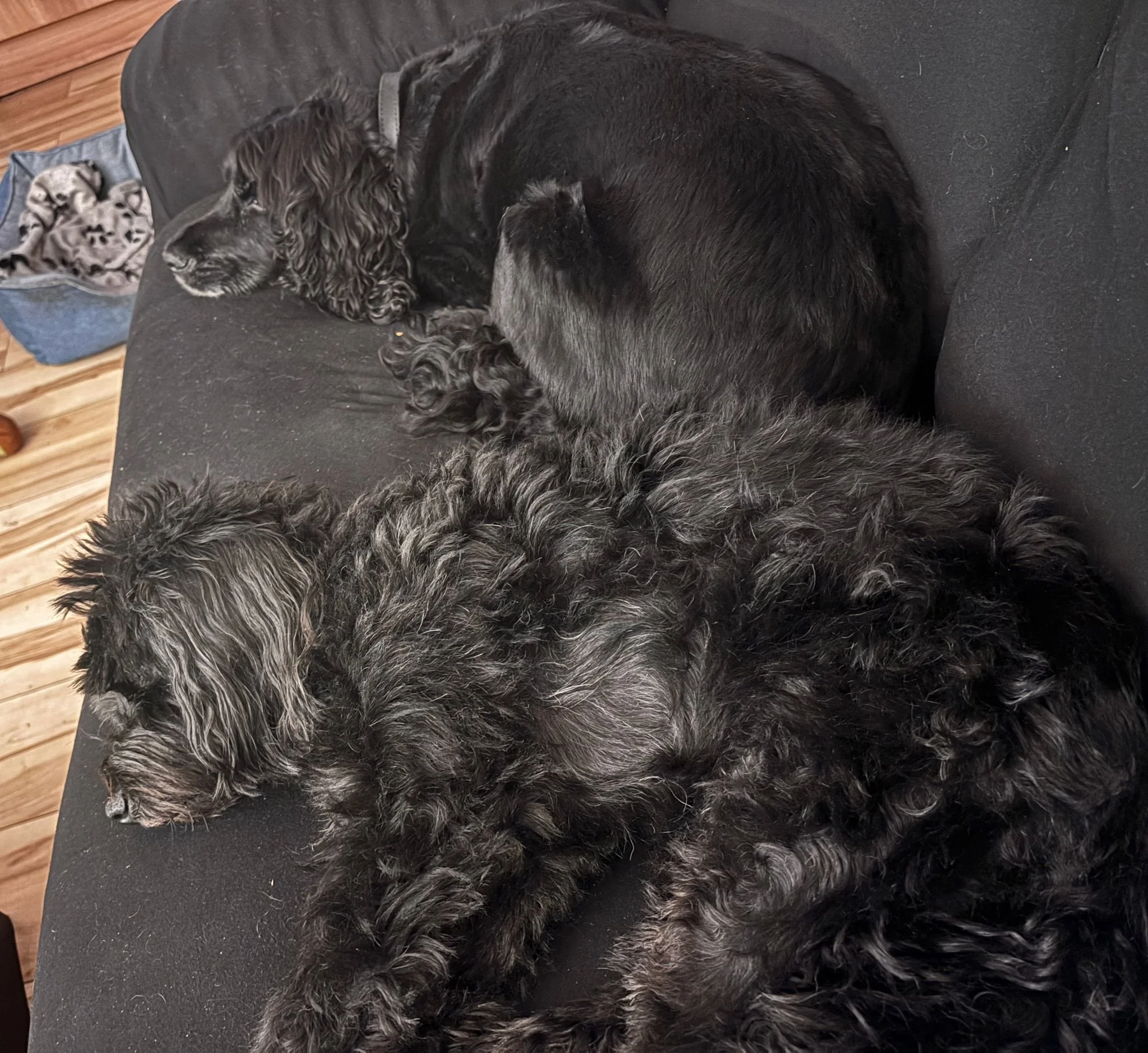 Two black dogs are lying on a black couch, one is an English Cocker Spaniel and the other appears to be a Labrador Retriever, with a small dog in the background near a blue pet bed.